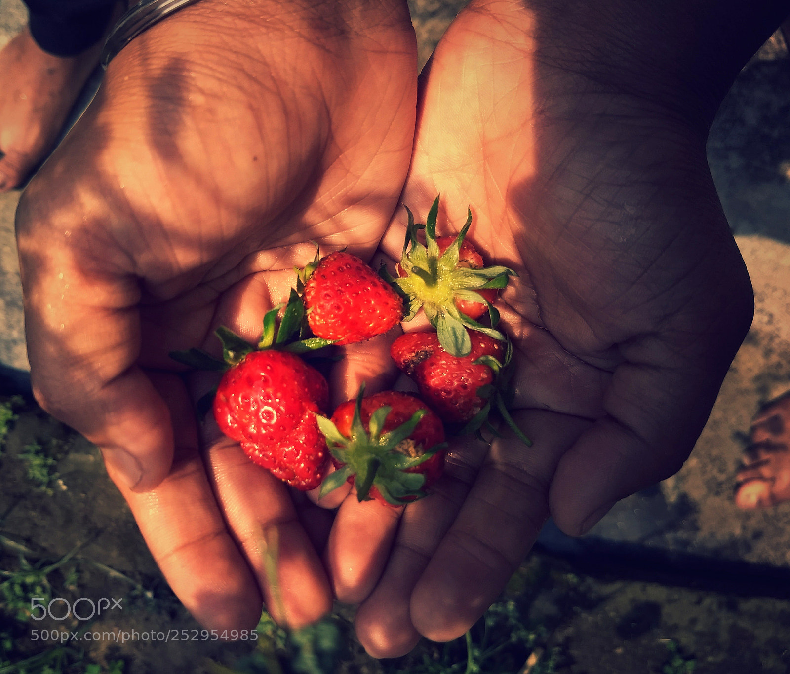 Motorola Moto G (5) Plus sample photo. Home's strawberry photography