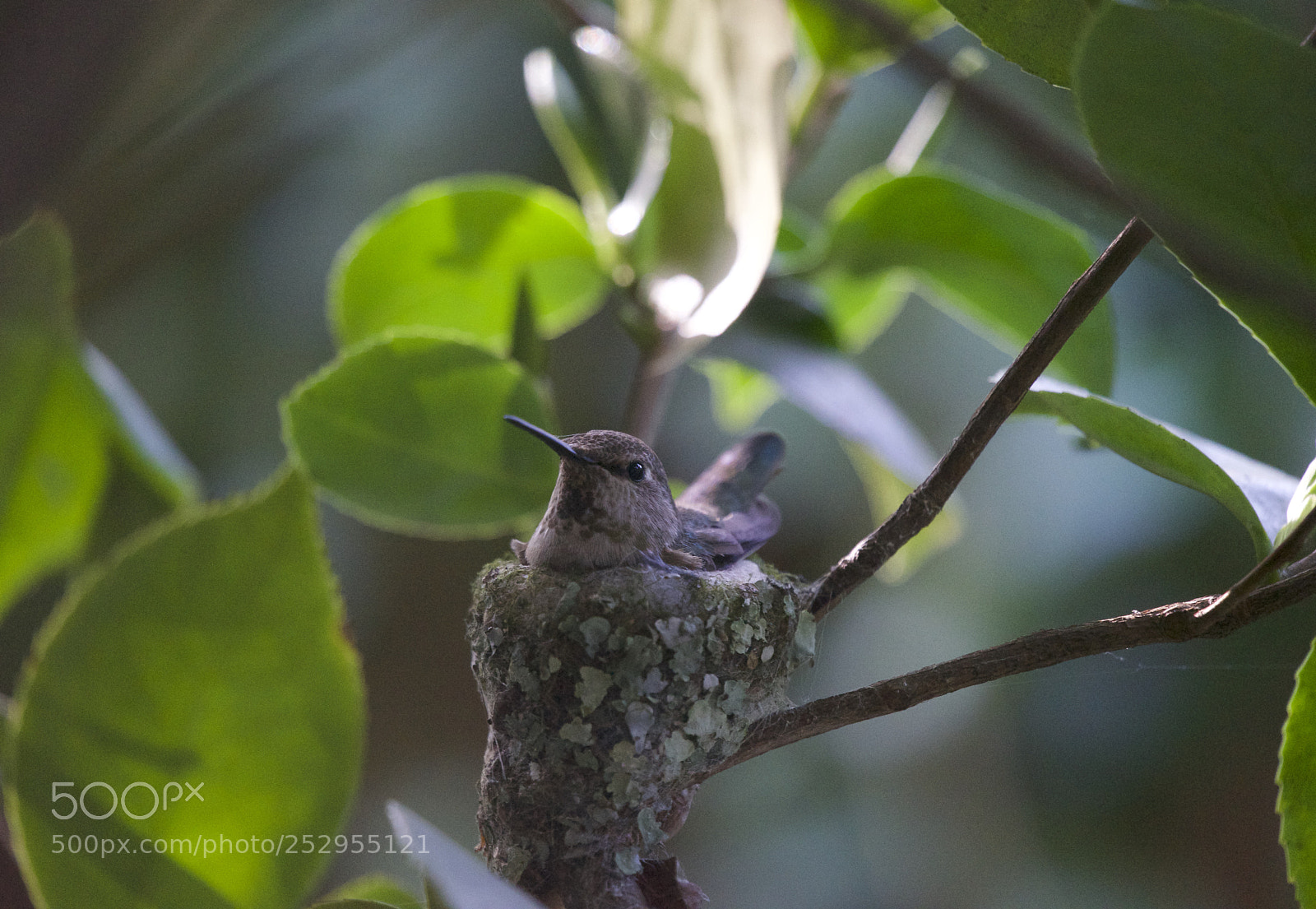 Sony a7 II sample photo. Hummingbird on nest photography