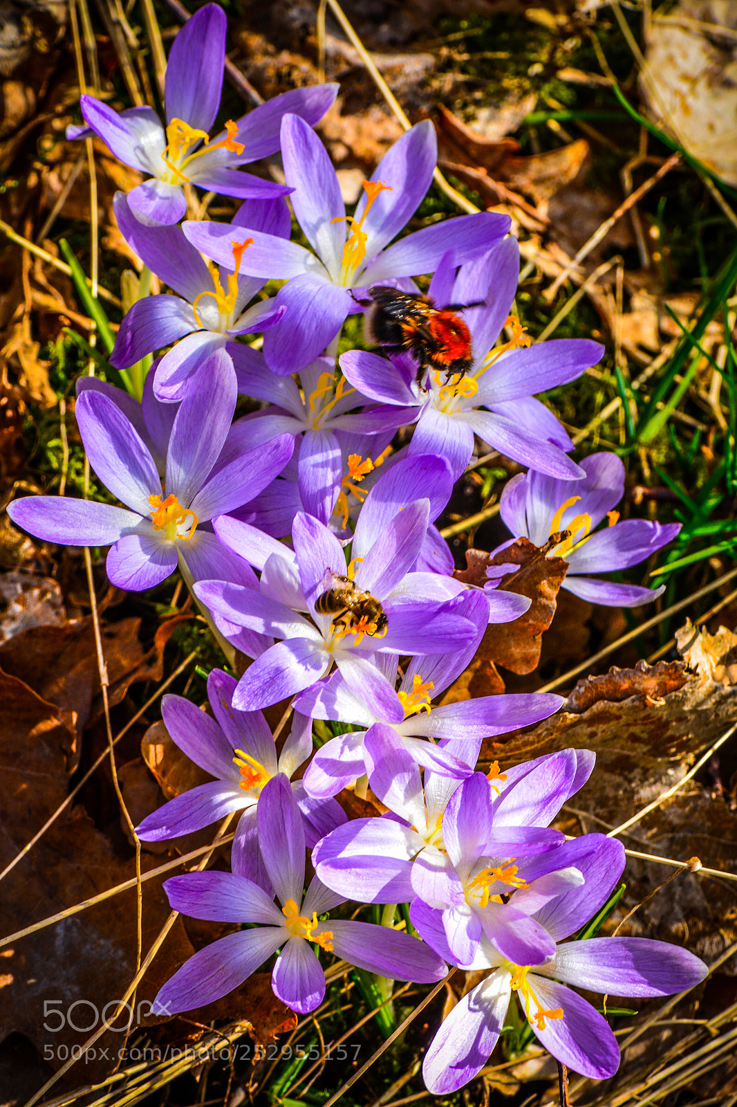 Nikon D5200 sample photo. Springtime. photography