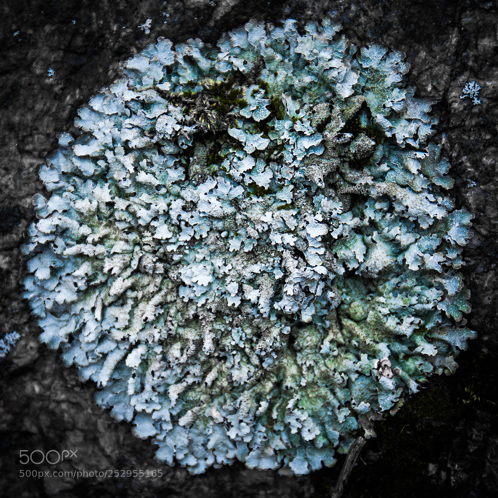 Canon EOS 5D Mark IV sample photo. Lichen photography