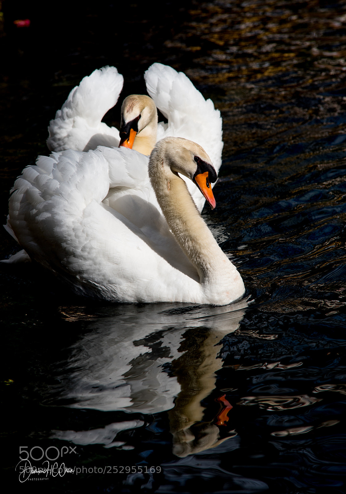 Nikon D750 sample photo. Swans photography