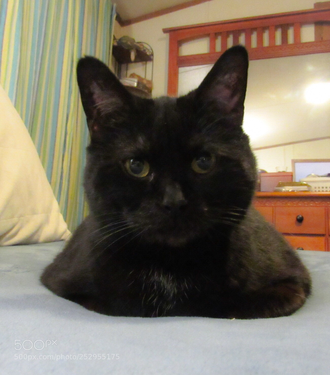 Canon PowerShot SX530 HS sample photo. Sweetpea photography
