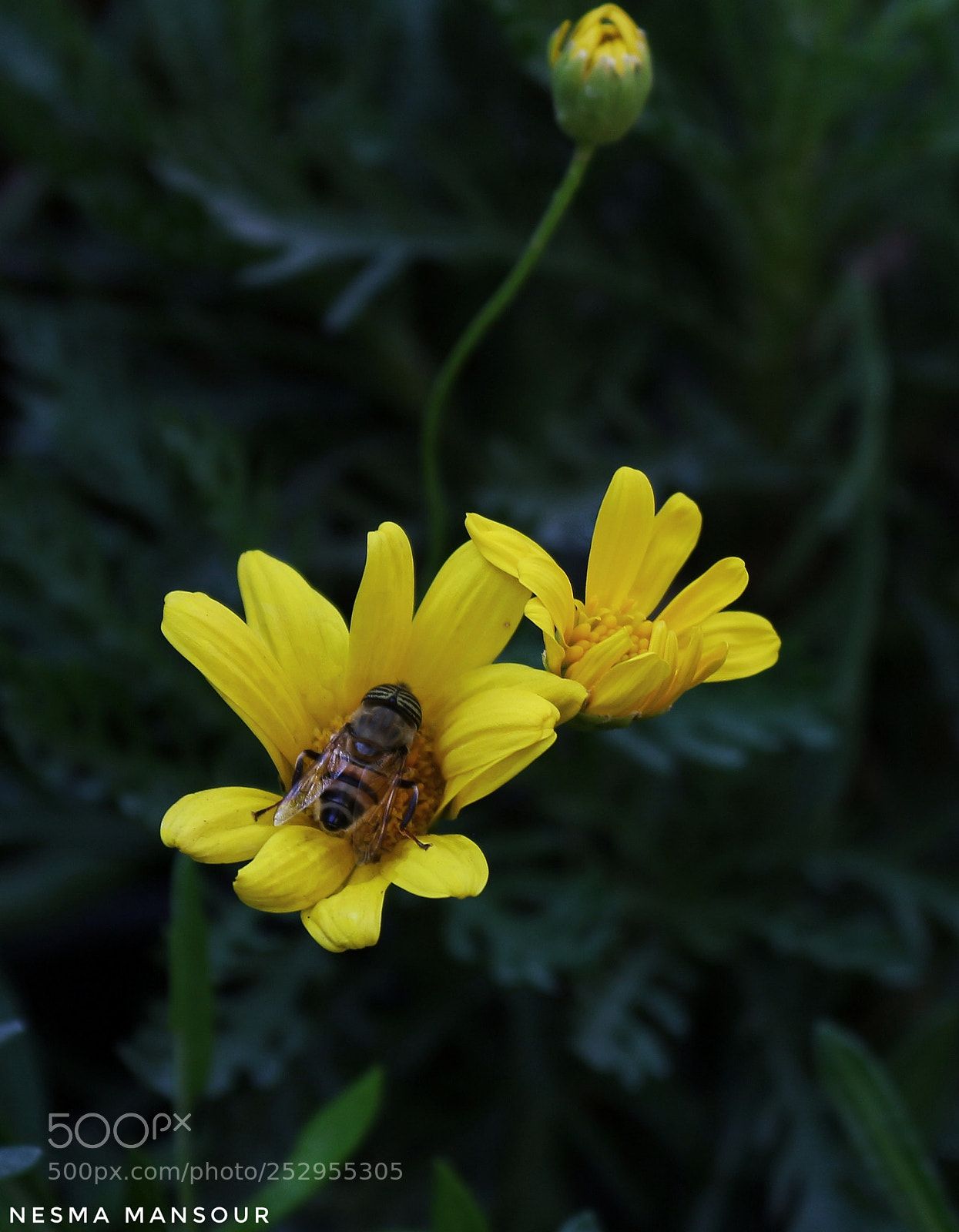 Canon EOS 700D (EOS Rebel T5i / EOS Kiss X7i) sample photo. Untitled photography