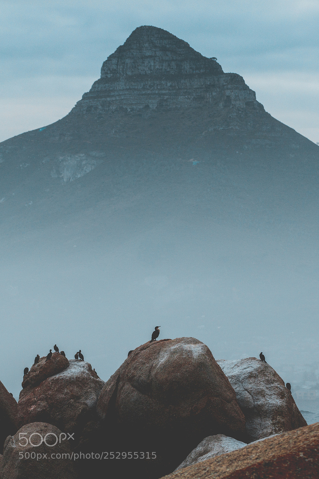 Canon EOS 7D Mark II sample photo. Cormorant photography