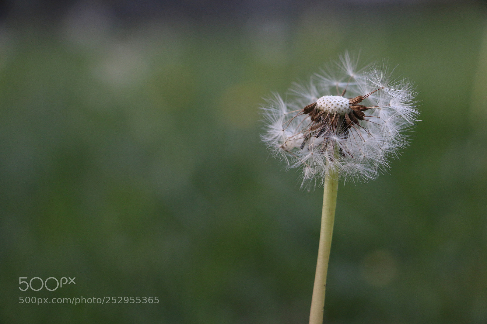 Canon EOS 70D sample photo. Dandelion photography