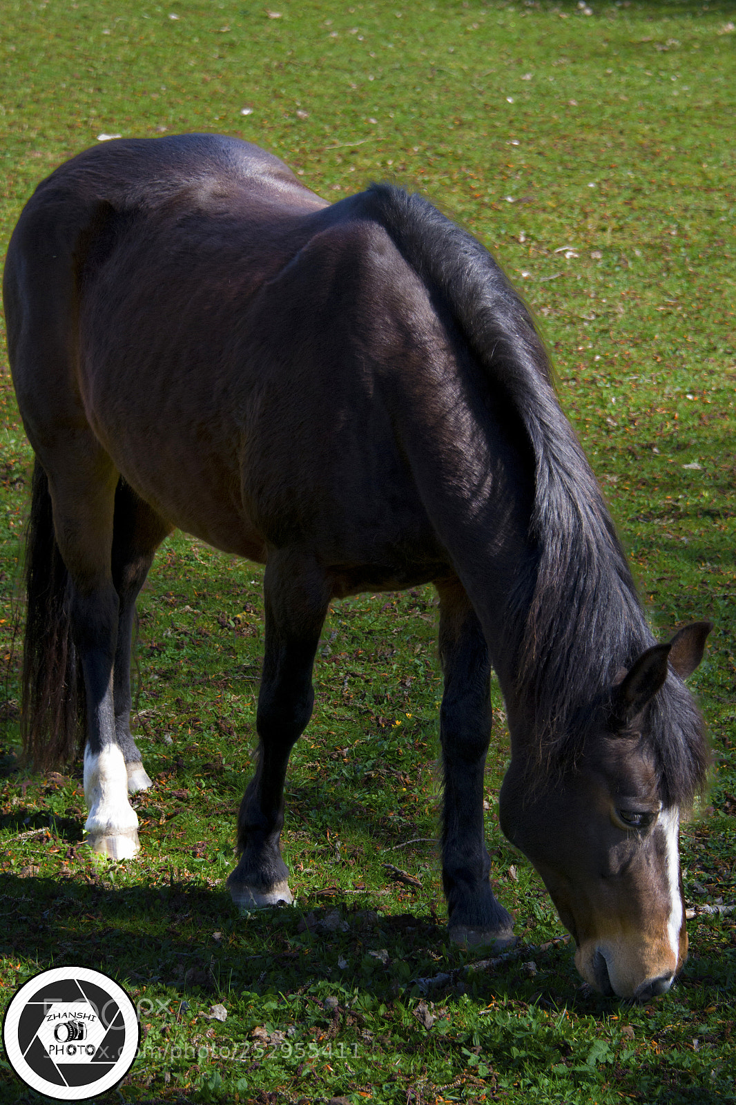 Nikon D3100 sample photo. Horse photography