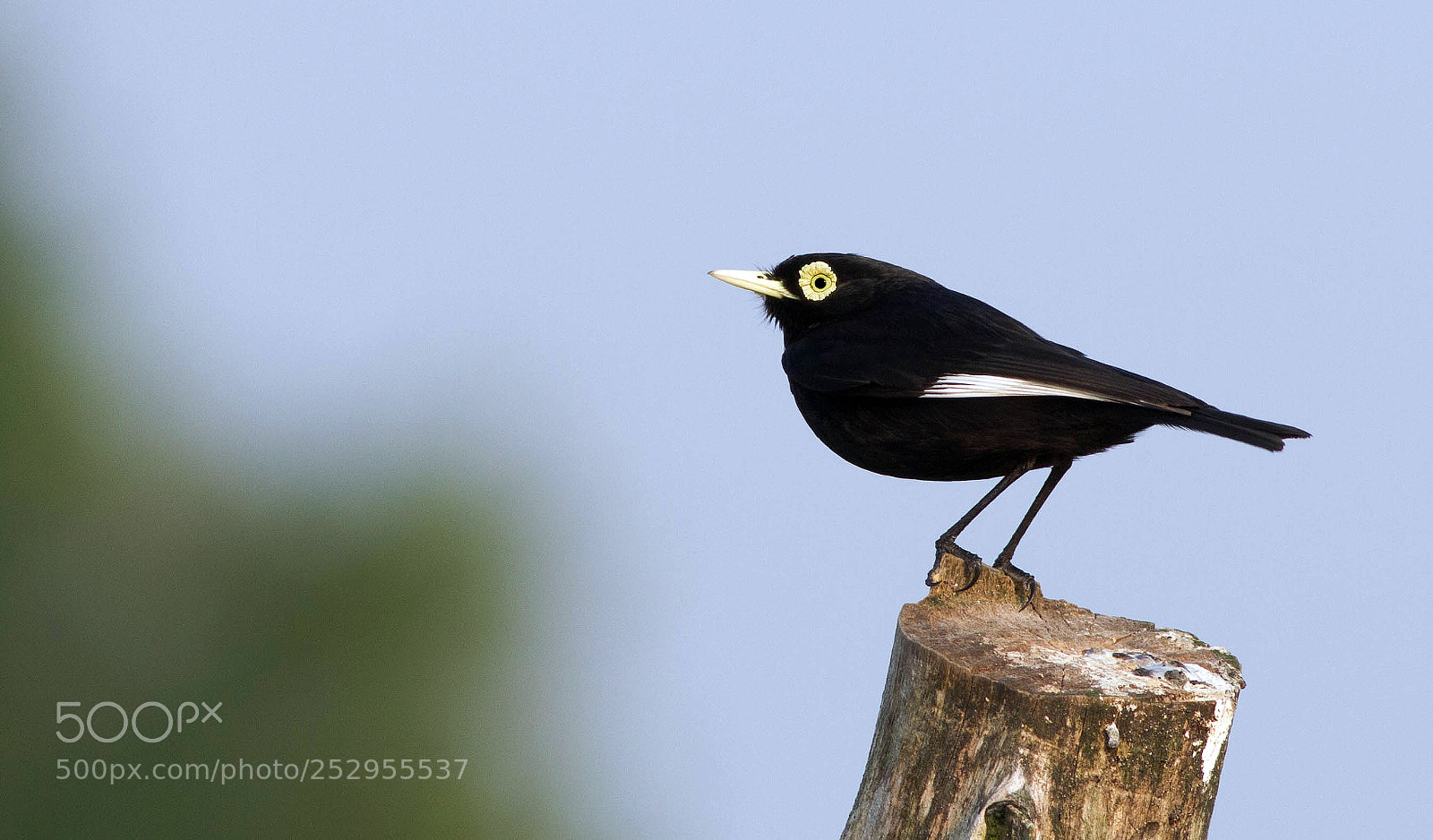 Canon EOS 7D sample photo. Hymenops perspicillatus  (male) photography