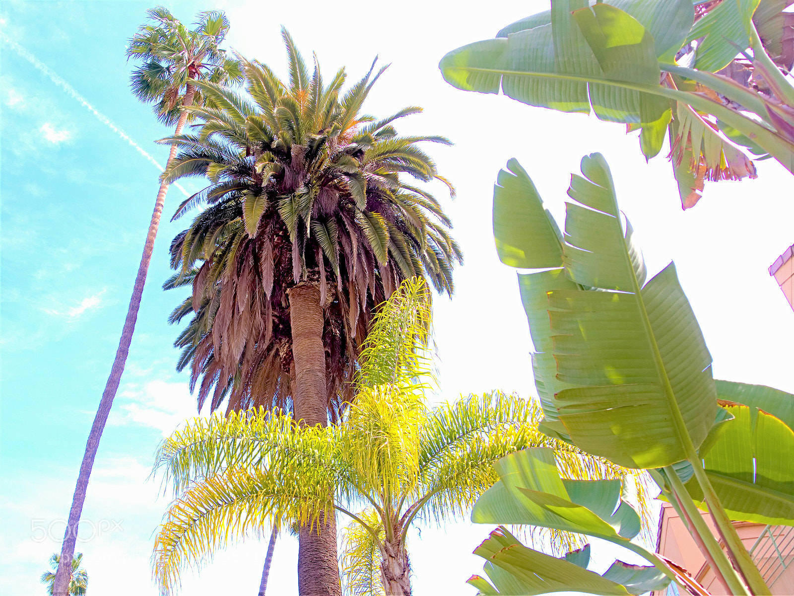 Sony Cyber-shot DSC-RX100 III sample photo. Palm extravaganza photography