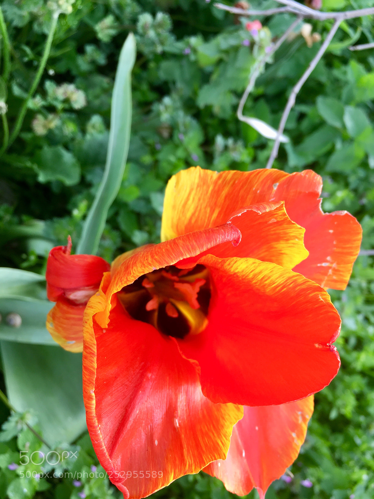 Apple iPhone 6s sample photo. Untitled photography