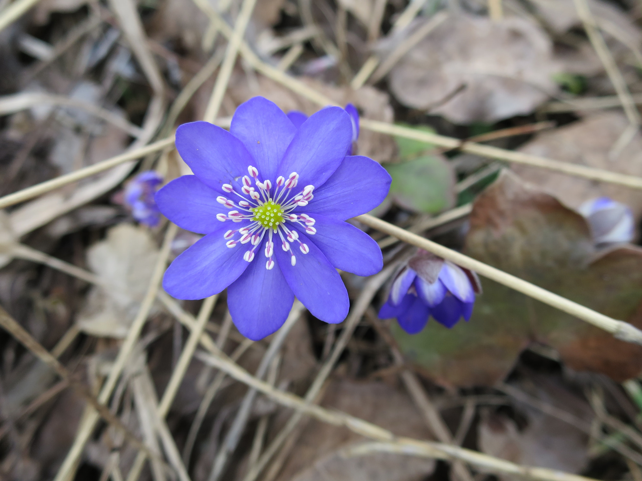 Canon PowerShot S120 sample photo. Hepatica nobilis photography