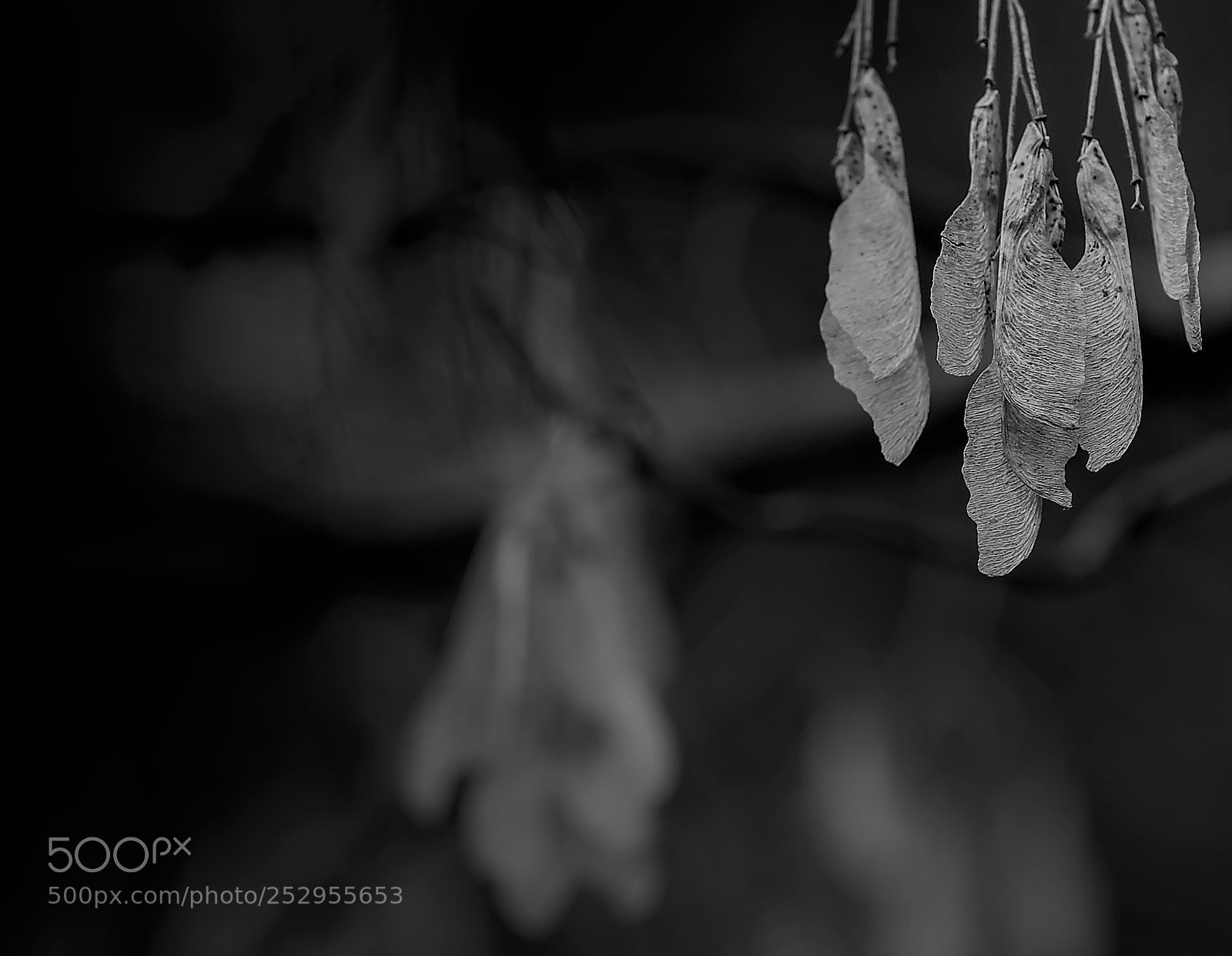 Fujifilm X-T20 sample photo. Akcaagac photography