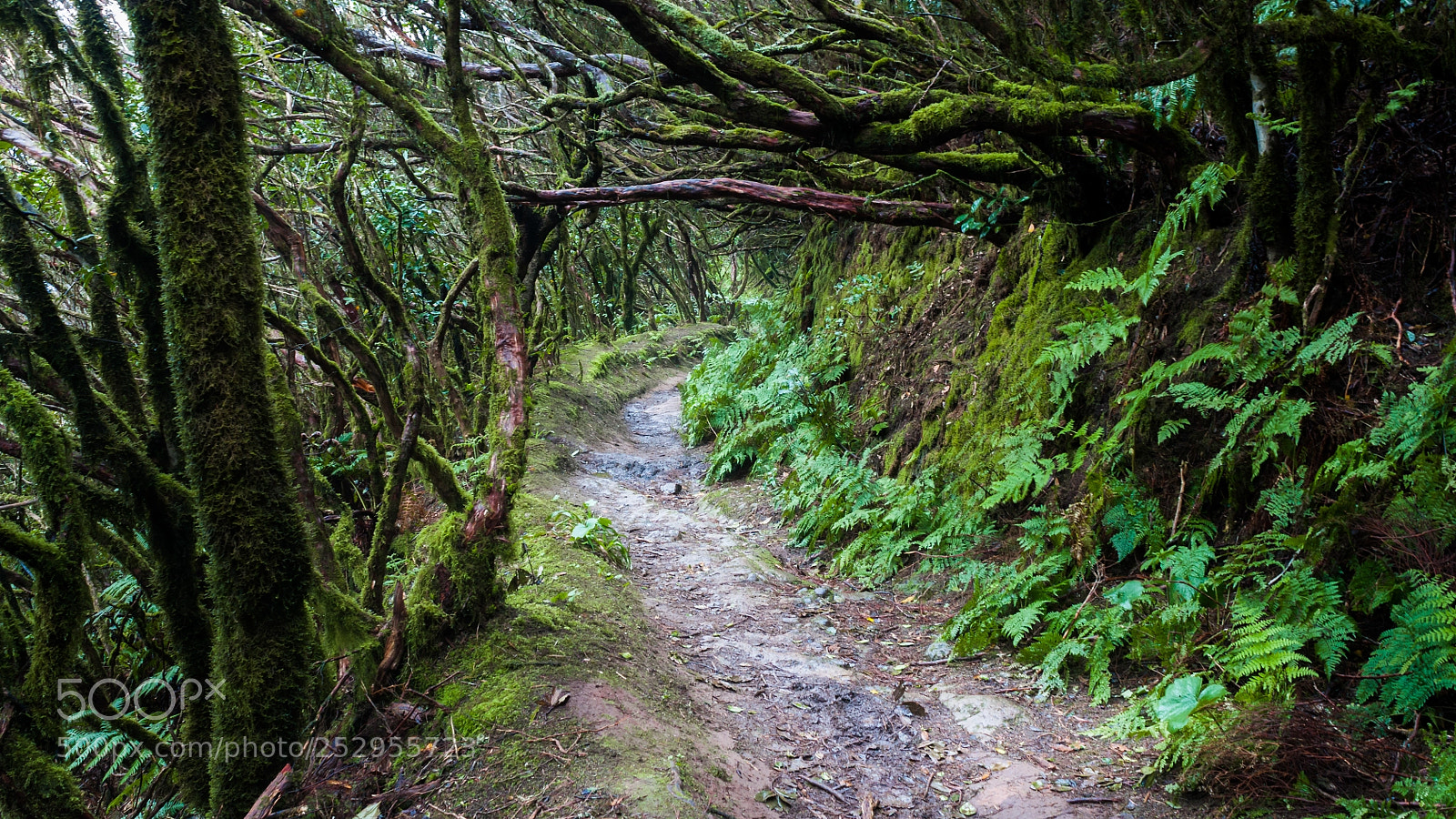 Canon EOS 450D (EOS Rebel XSi / EOS Kiss X2) sample photo. Witchwood. follow me for photography