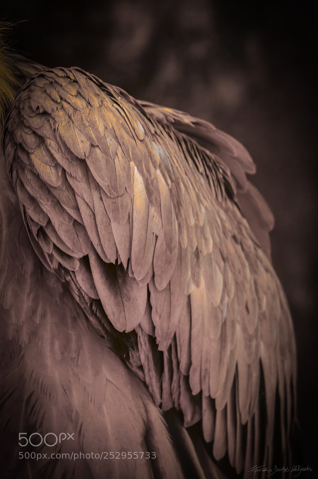 Sony Alpha a5000 (ILCE 5000) sample photo. Plumage photography