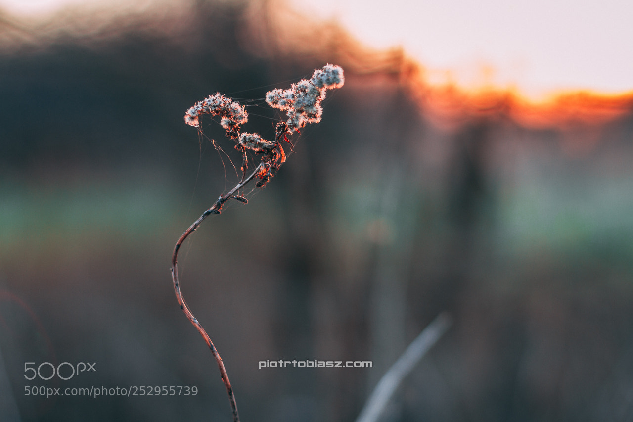 Canon EOS 7D sample photo. Sunset photography