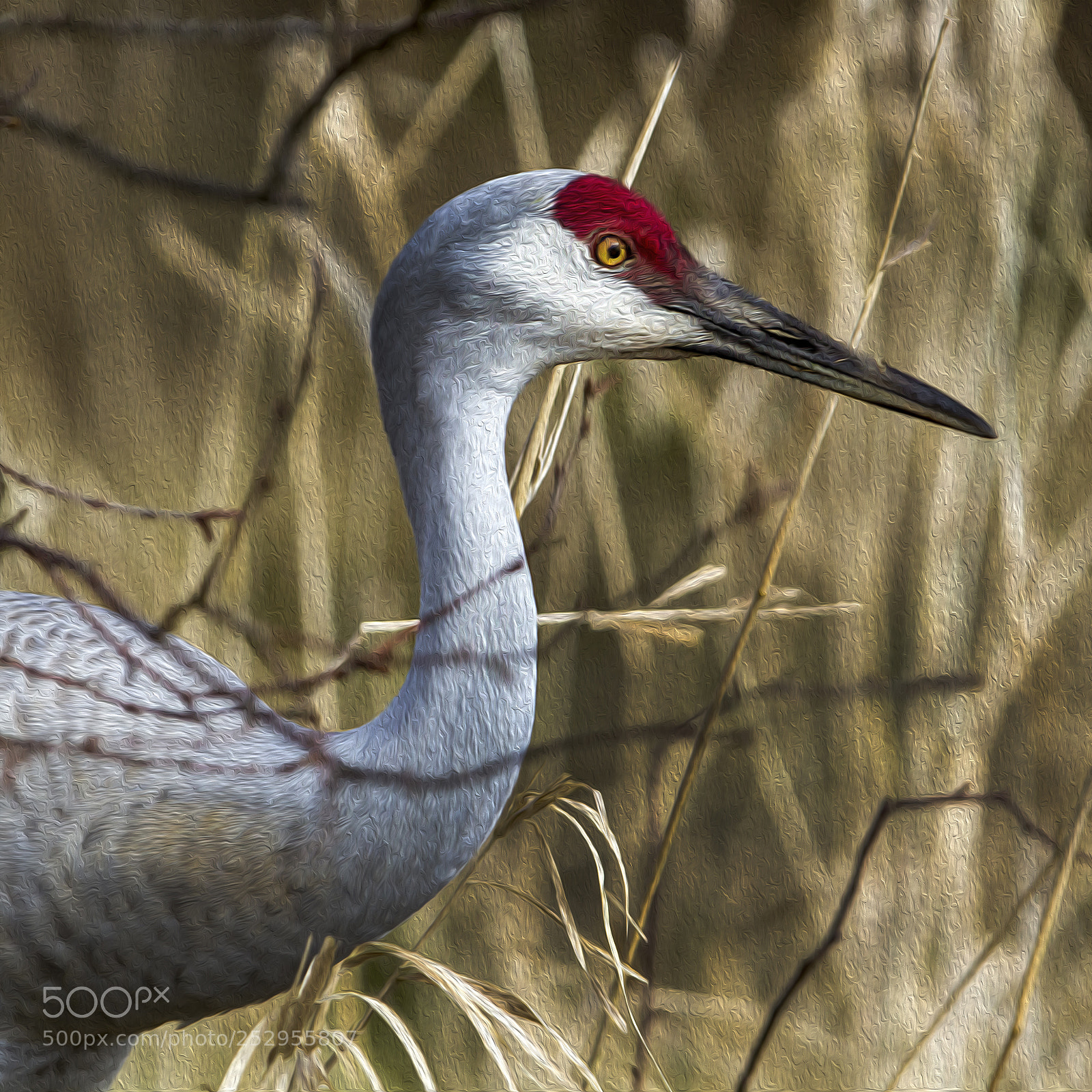 Canon EOS 7D sample photo. Sandhill crane photography