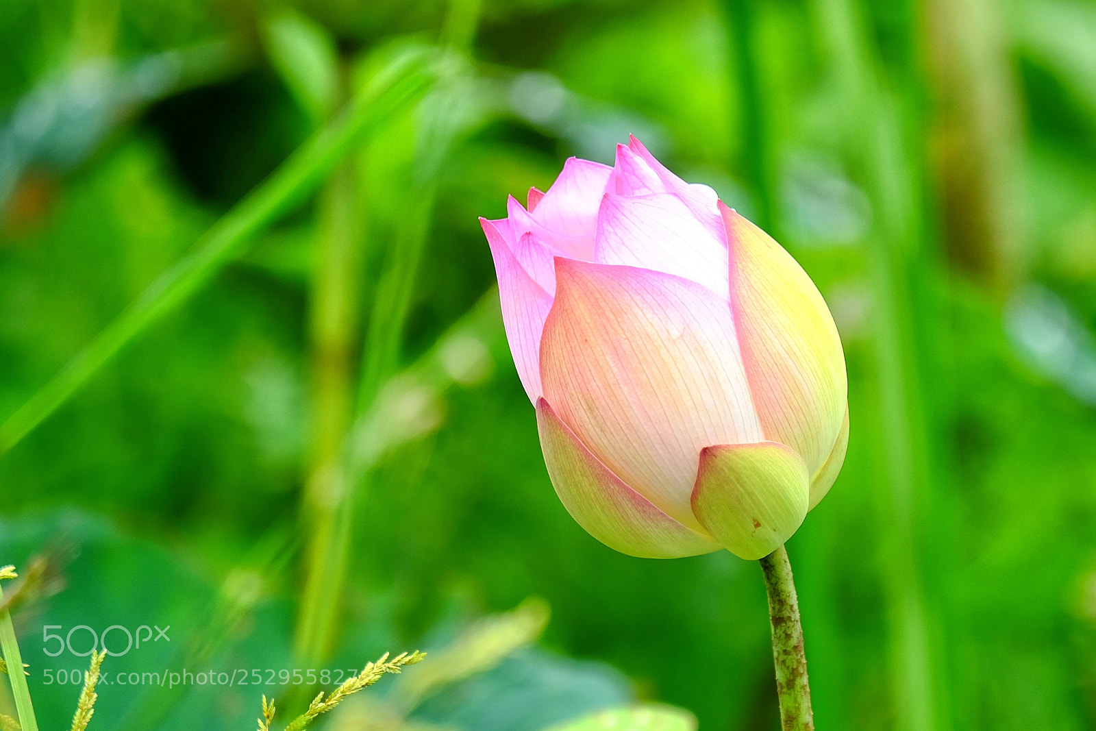 Fujifilm X-T1 sample photo. Lotus photography