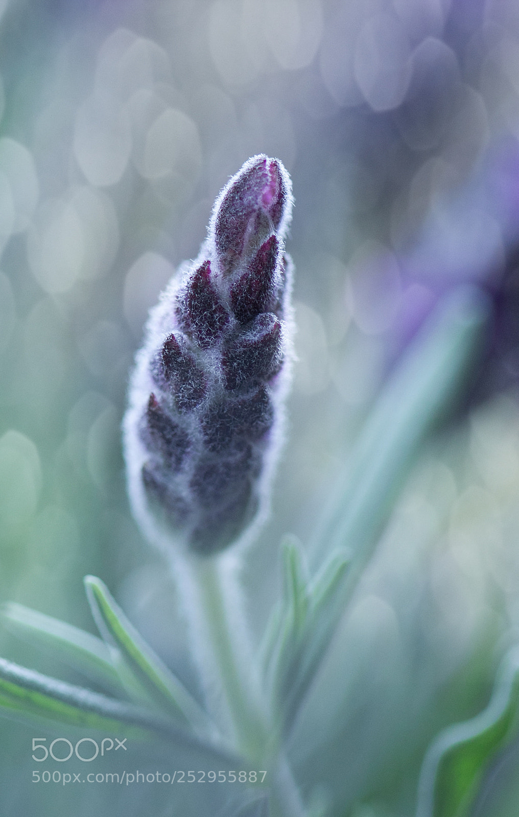 Canon EOS 50D sample photo. Lavender dream photography