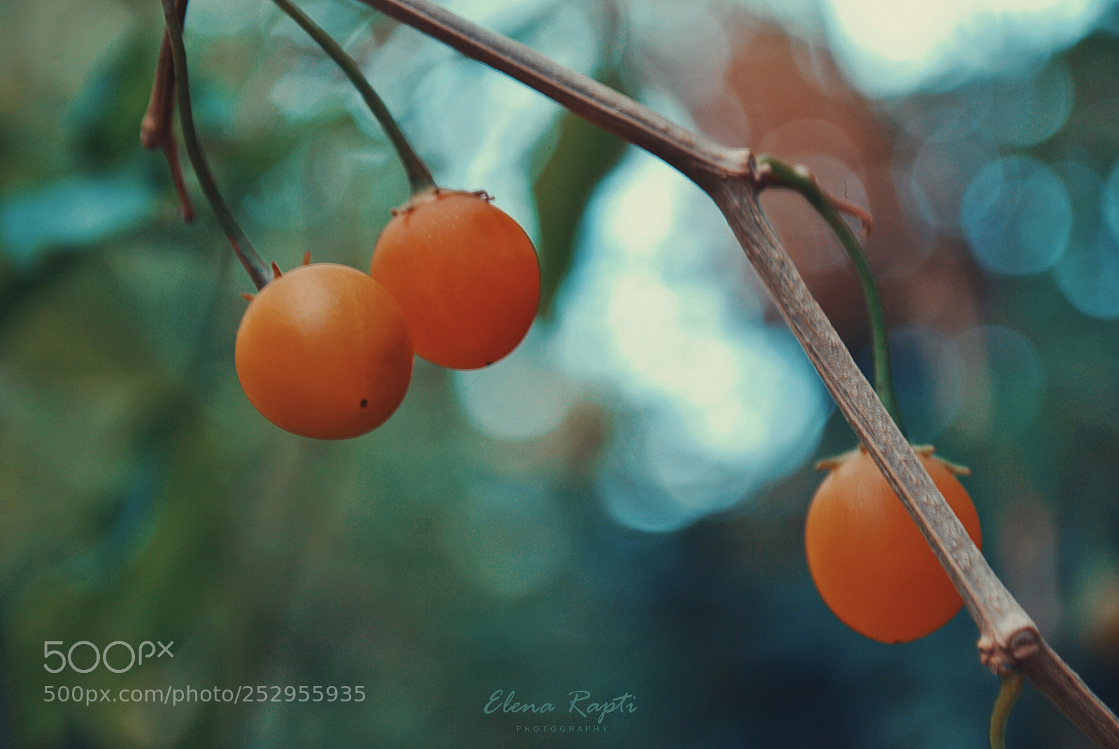 Nikon D3000 sample photo. Spring berries...... photography
