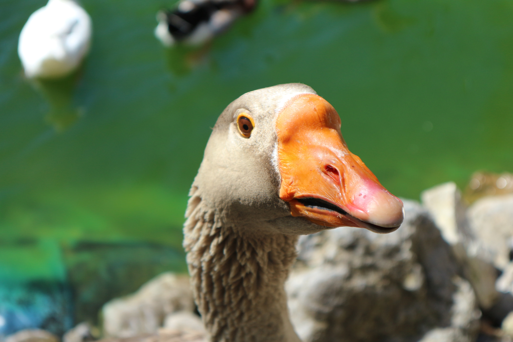 Canon EOS M10 sample photo. Whats up goose photography