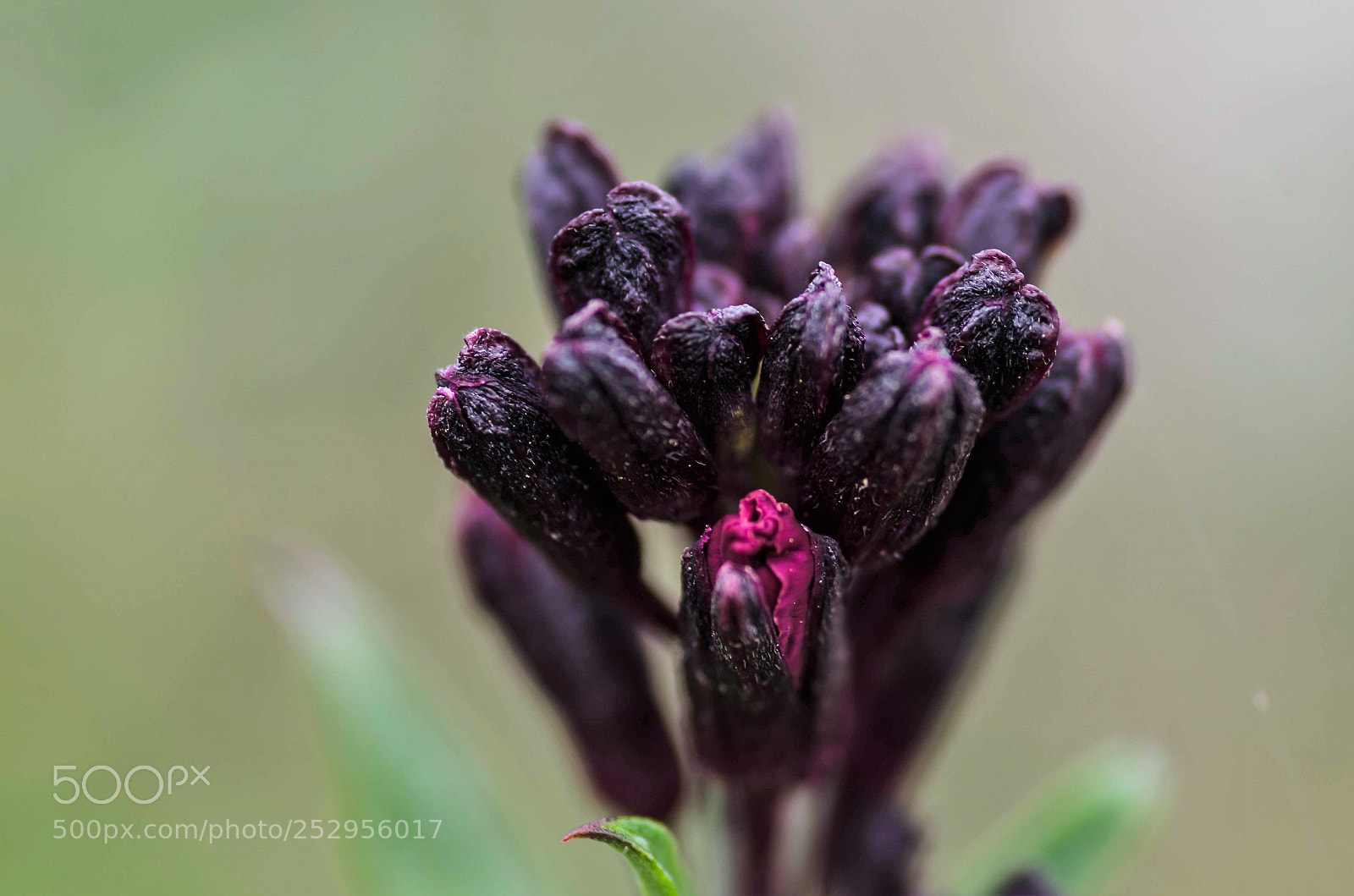 Nikon D7000 sample photo. Petites fleurs mauves photography