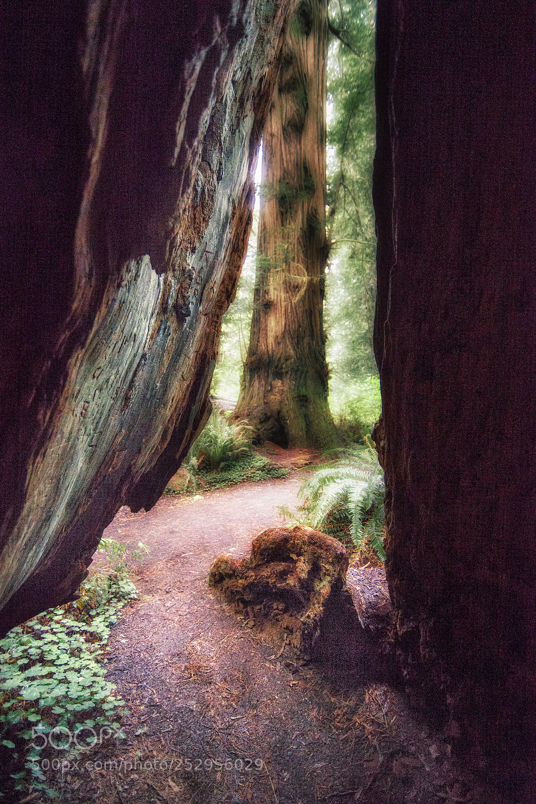 Canon EOS 5D Mark II sample photo. Path through redwood trunk photography