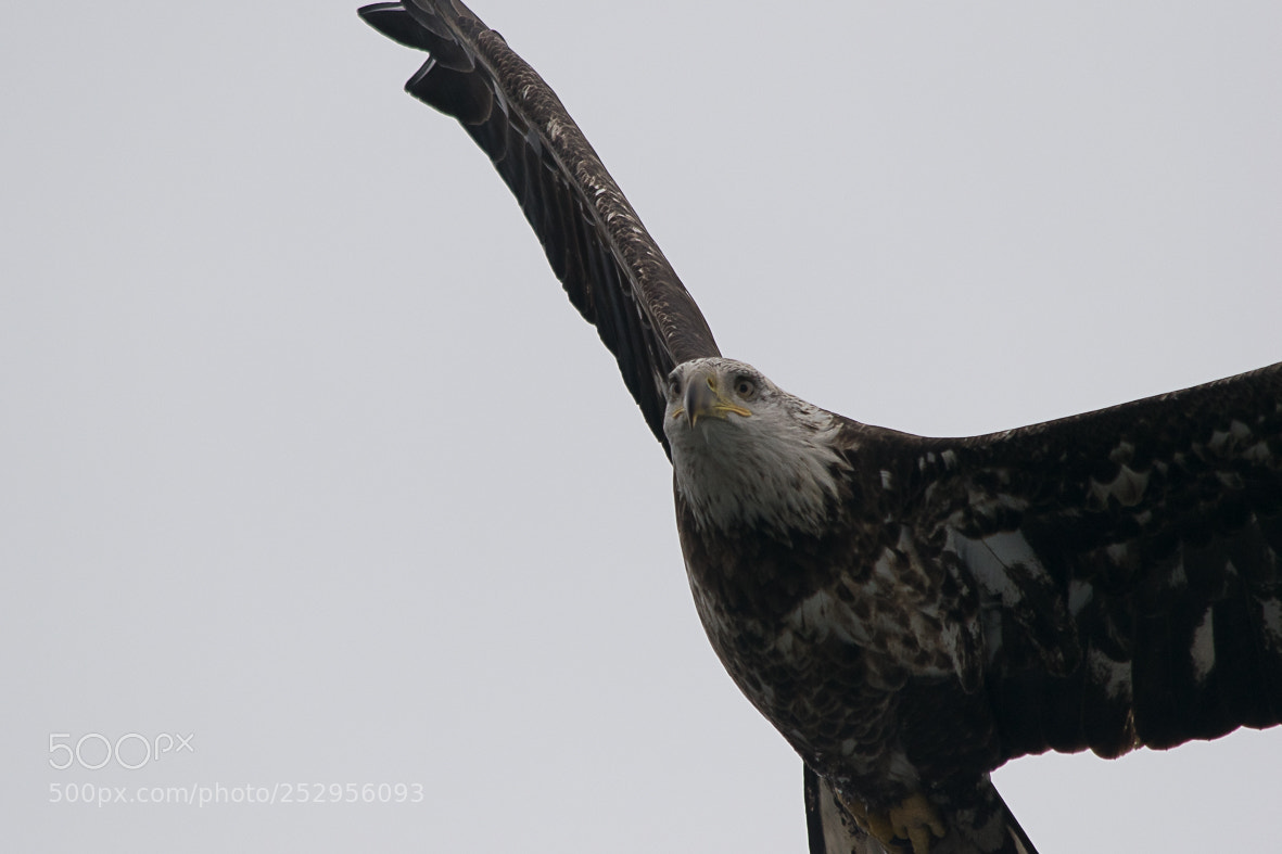 Nikon D3300 sample photo. Bald eagle photography