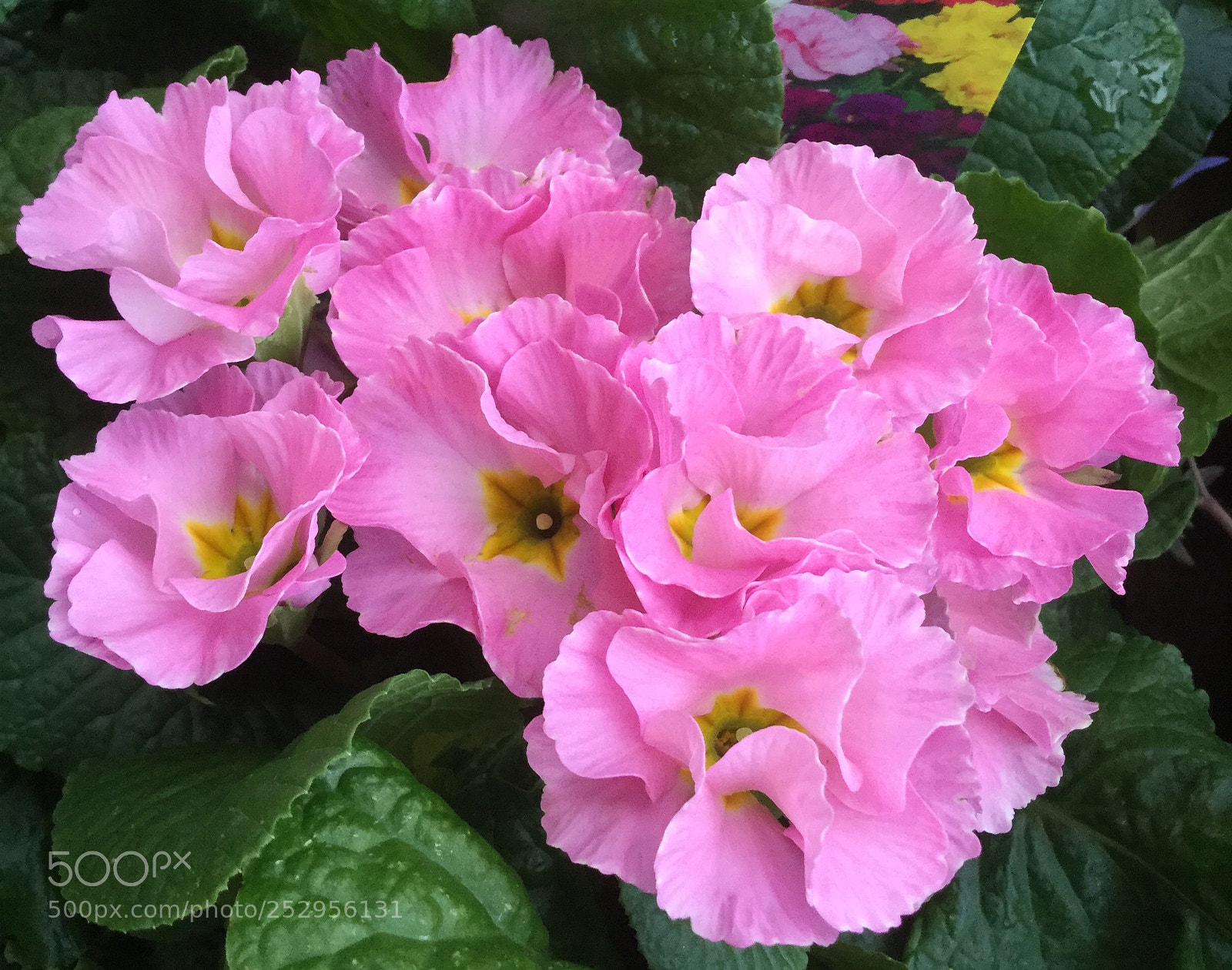 Apple iPod touch sample photo. Pretty in pink yet photography