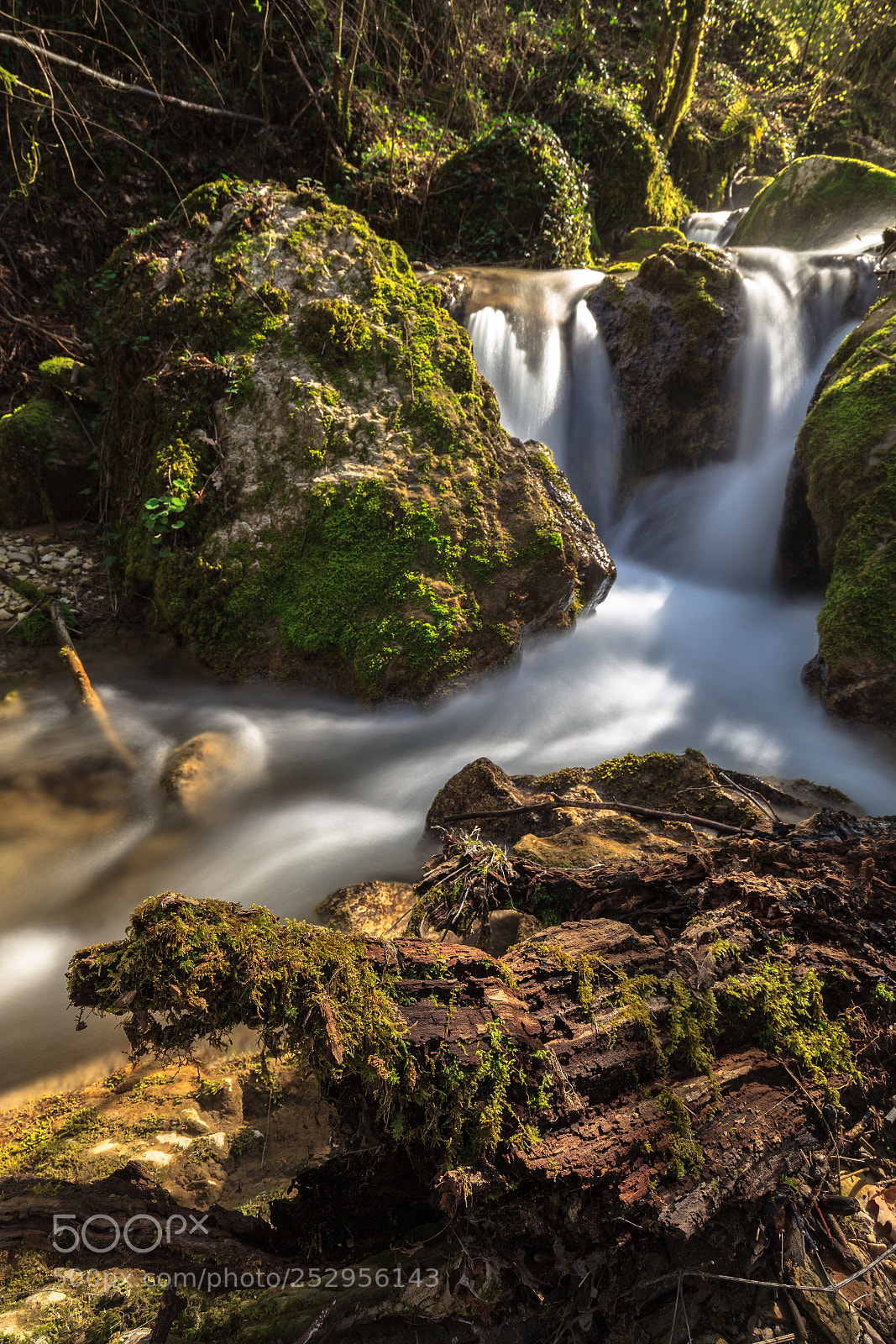 Canon EOS 5D Mark II sample photo. Sottobosco in luce photography