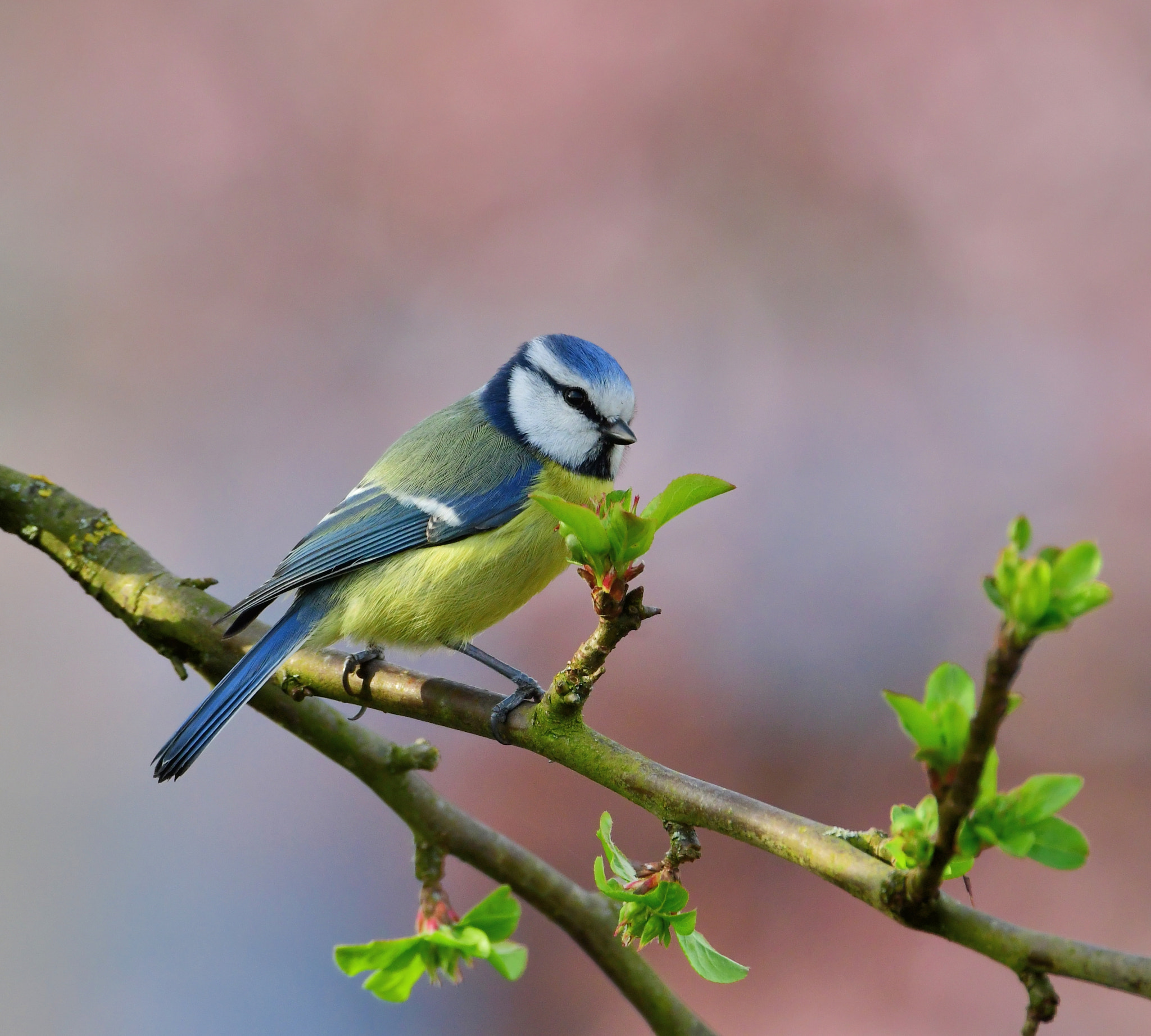 Nikon D500 + Nikon AF-S Nikkor 500mm F4G ED VR sample photo. Pimpelmees photography