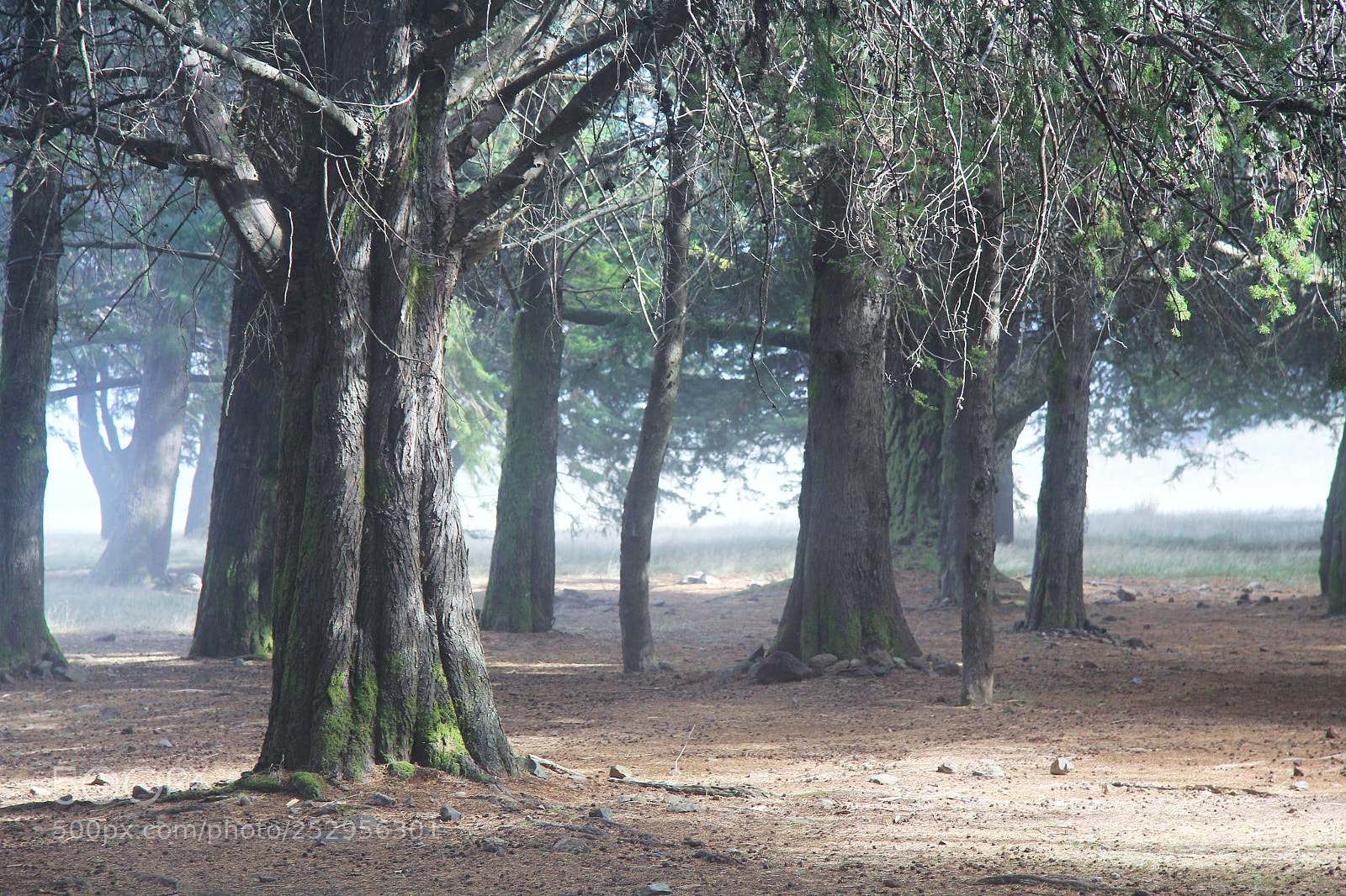 Canon EOS 60D sample photo. Img photography