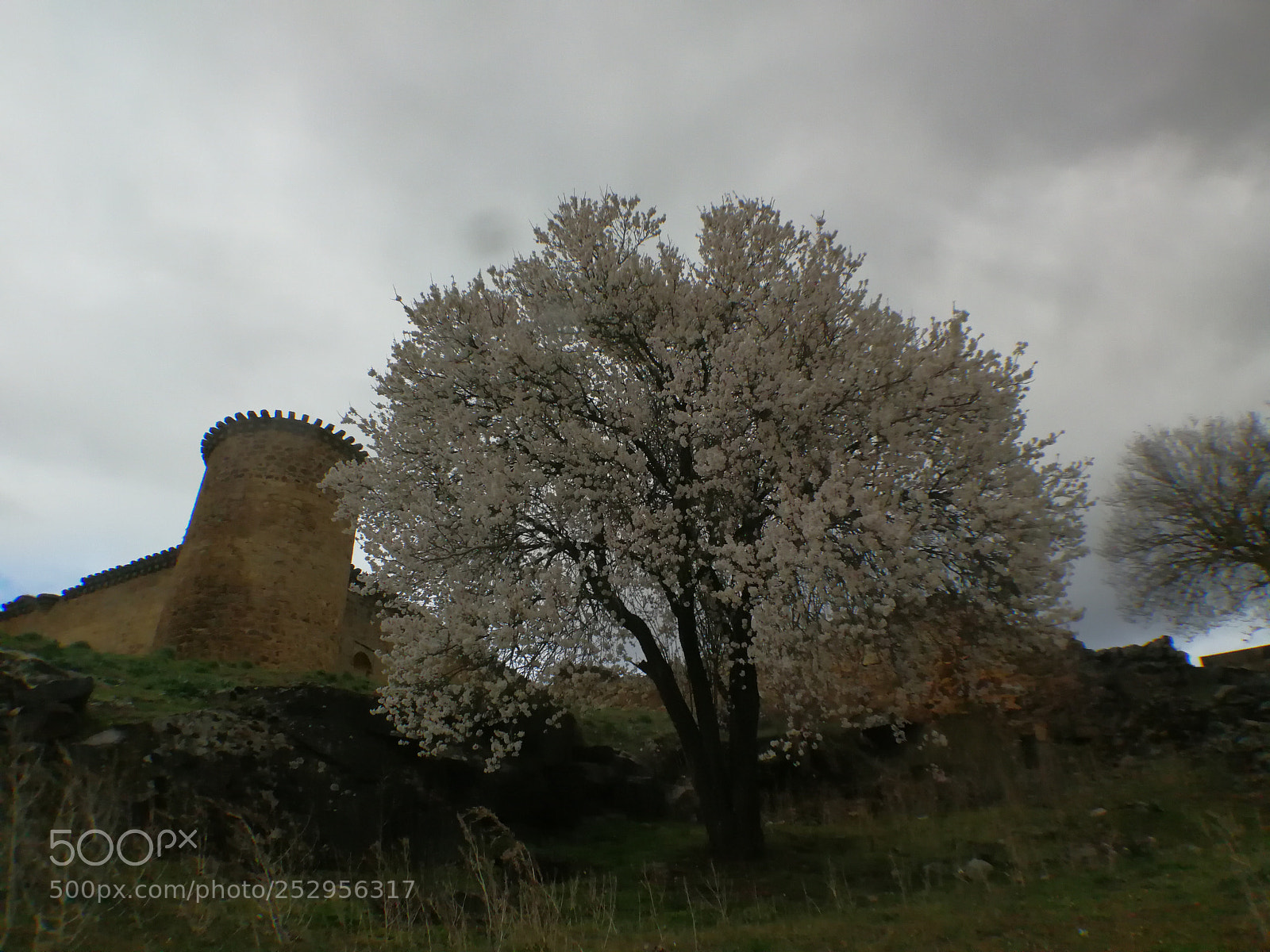 HUAWEI P10 sample photo. The cherry blossoms ii photography