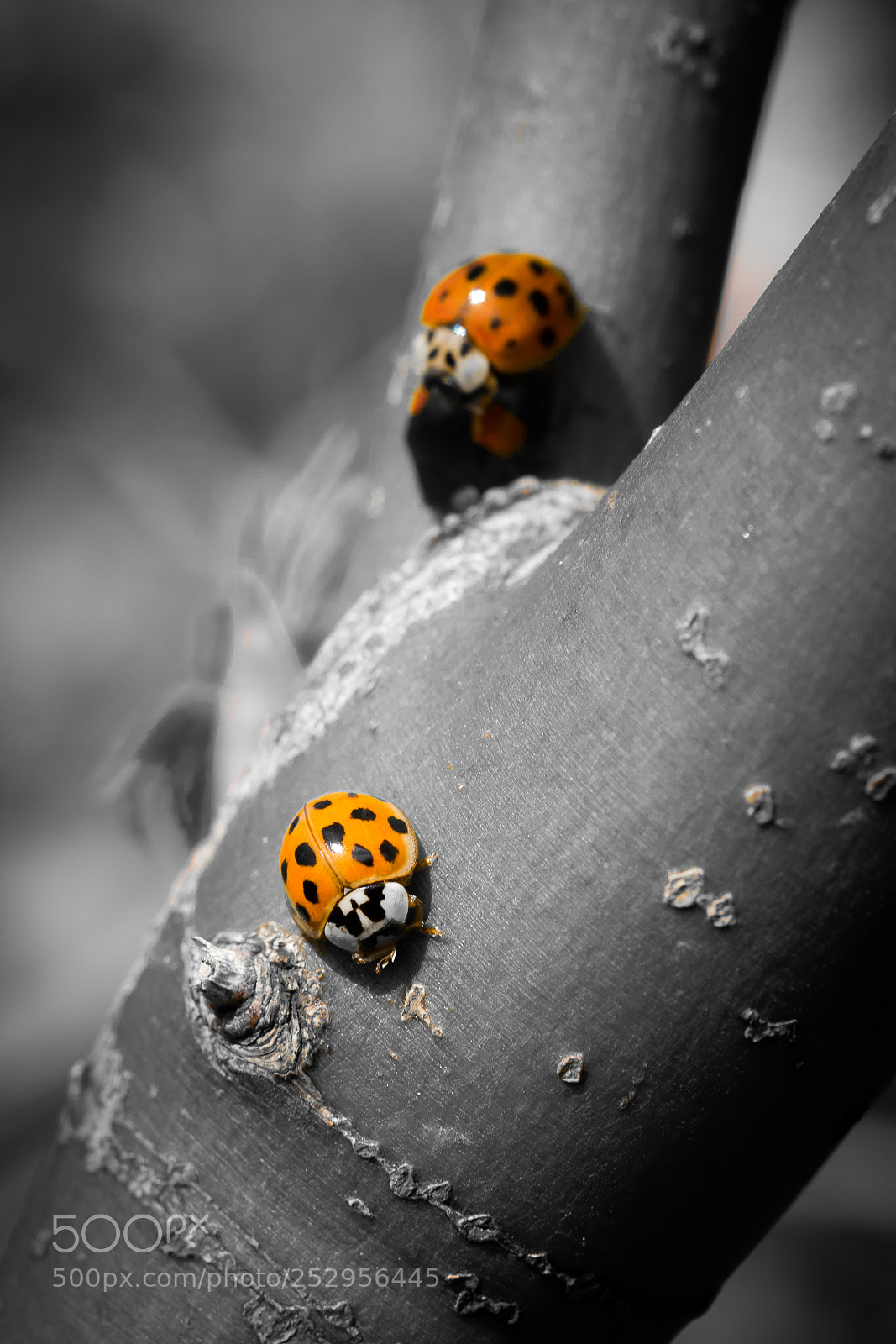 Fujifilm X-E2 sample photo. Coccinelles photography