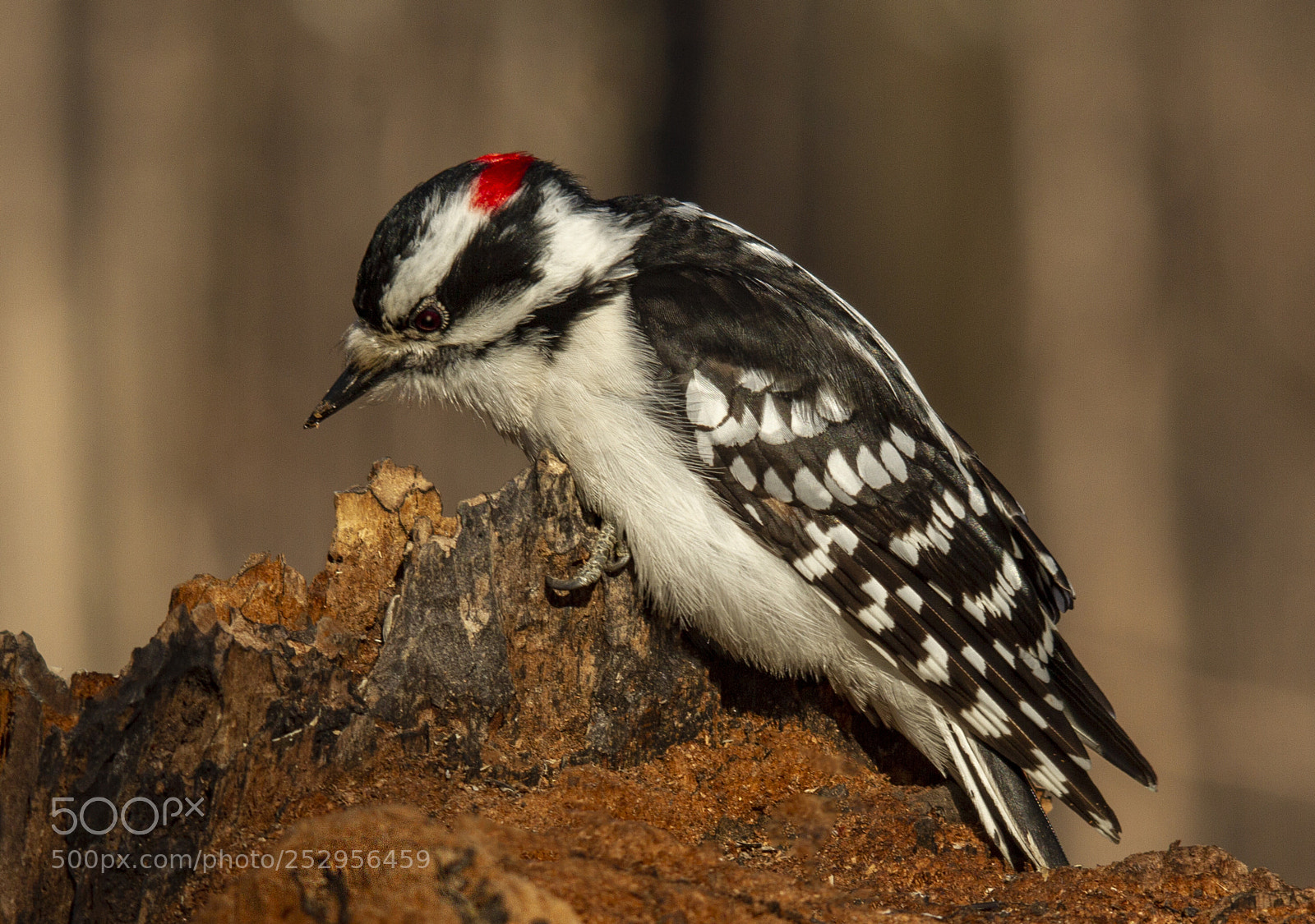 Canon EOS 7D sample photo. Male downy woodpecker photography
