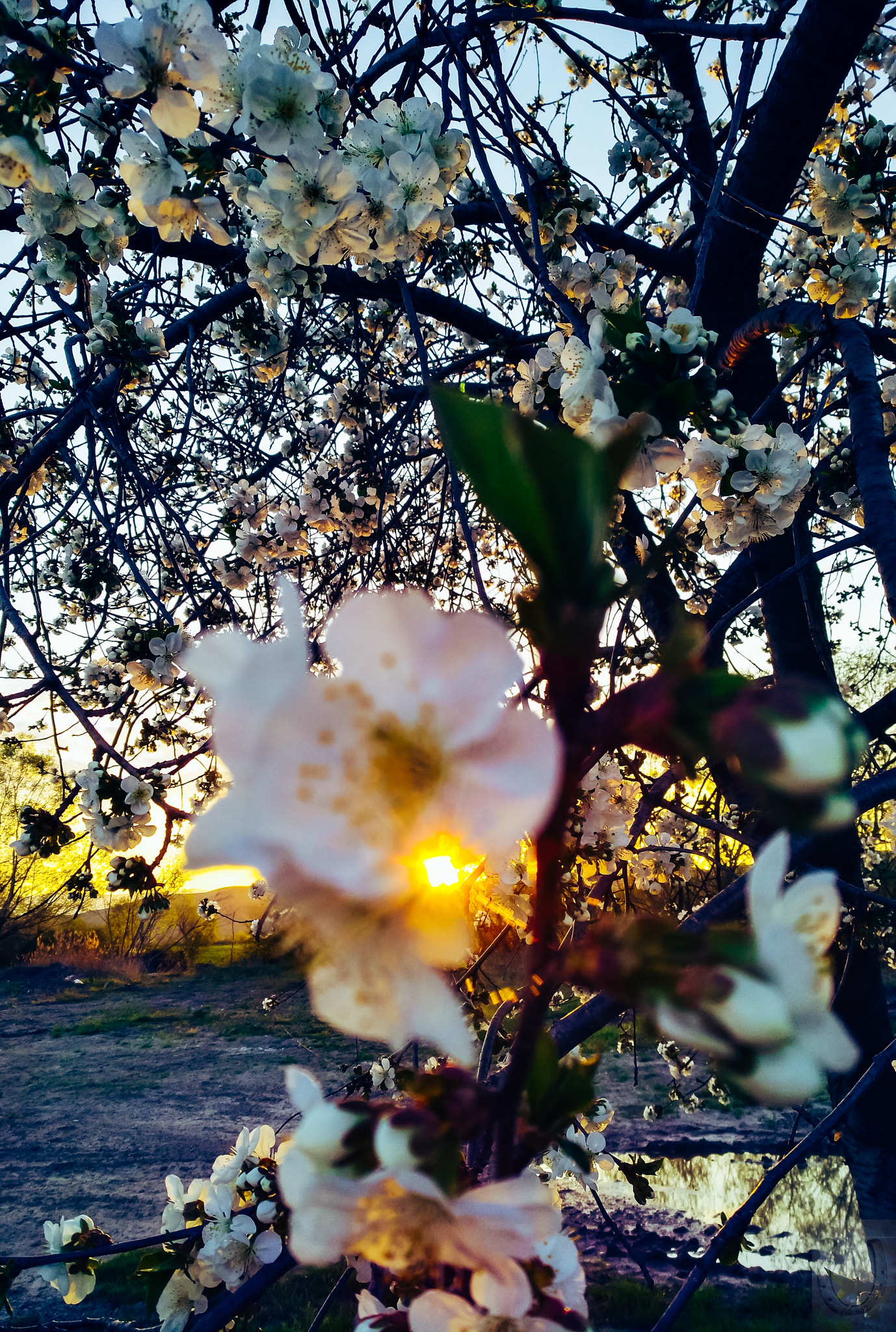 HUAWEI nova sample photo. Sun goes down by the bloomimg tree photography
