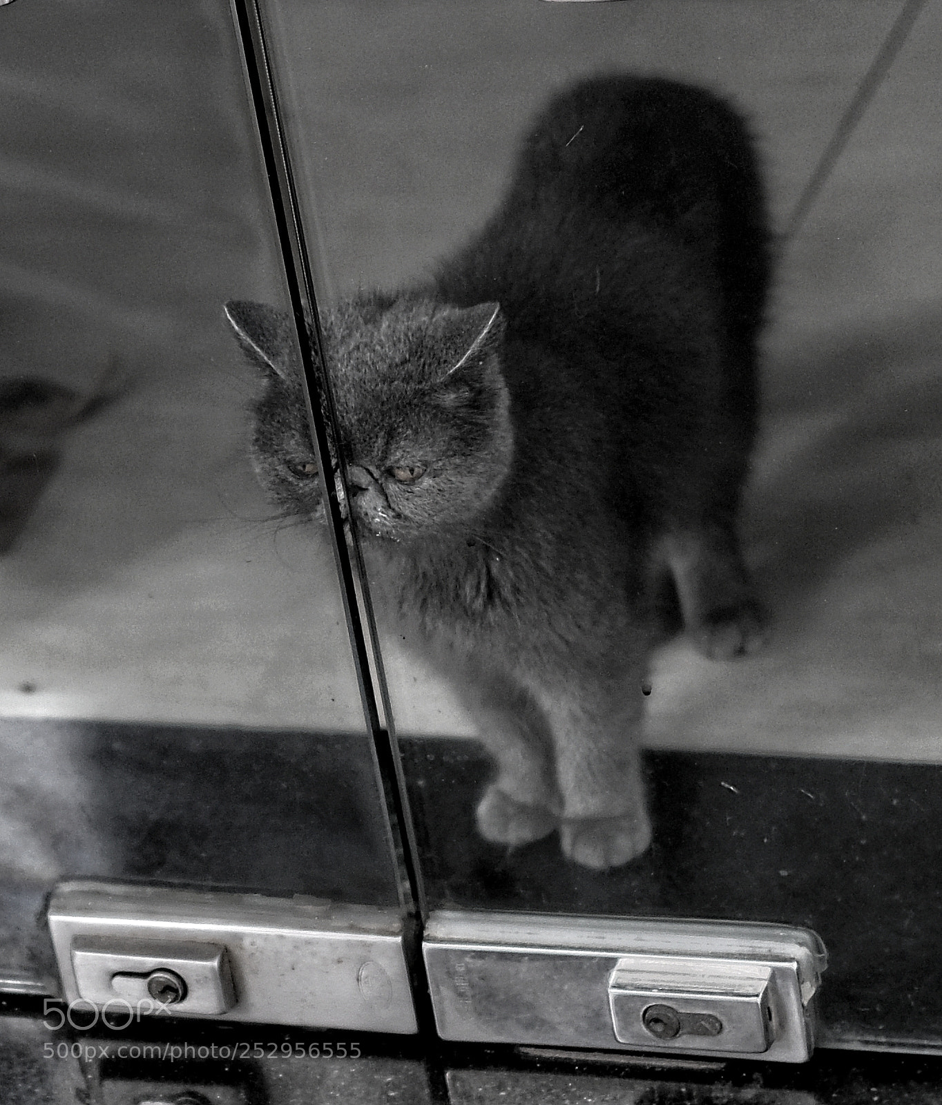 Fujifilm X-T20 sample photo. Who needs dogs?! photography