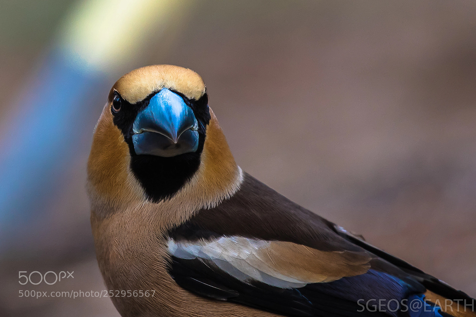 Canon EOS 5D Mark IV sample photo. Hawfinch - "angry birds" photography