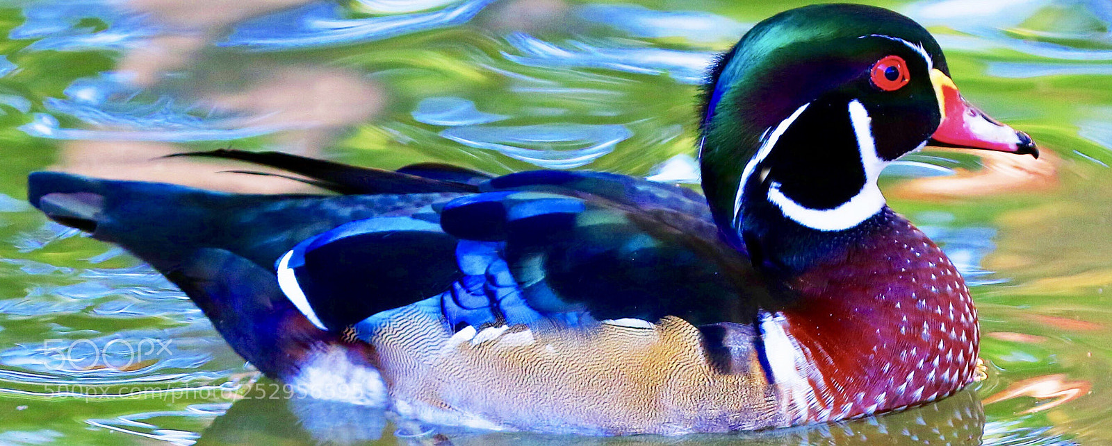 Canon EOS 7D Mark II sample photo. Colorful photography