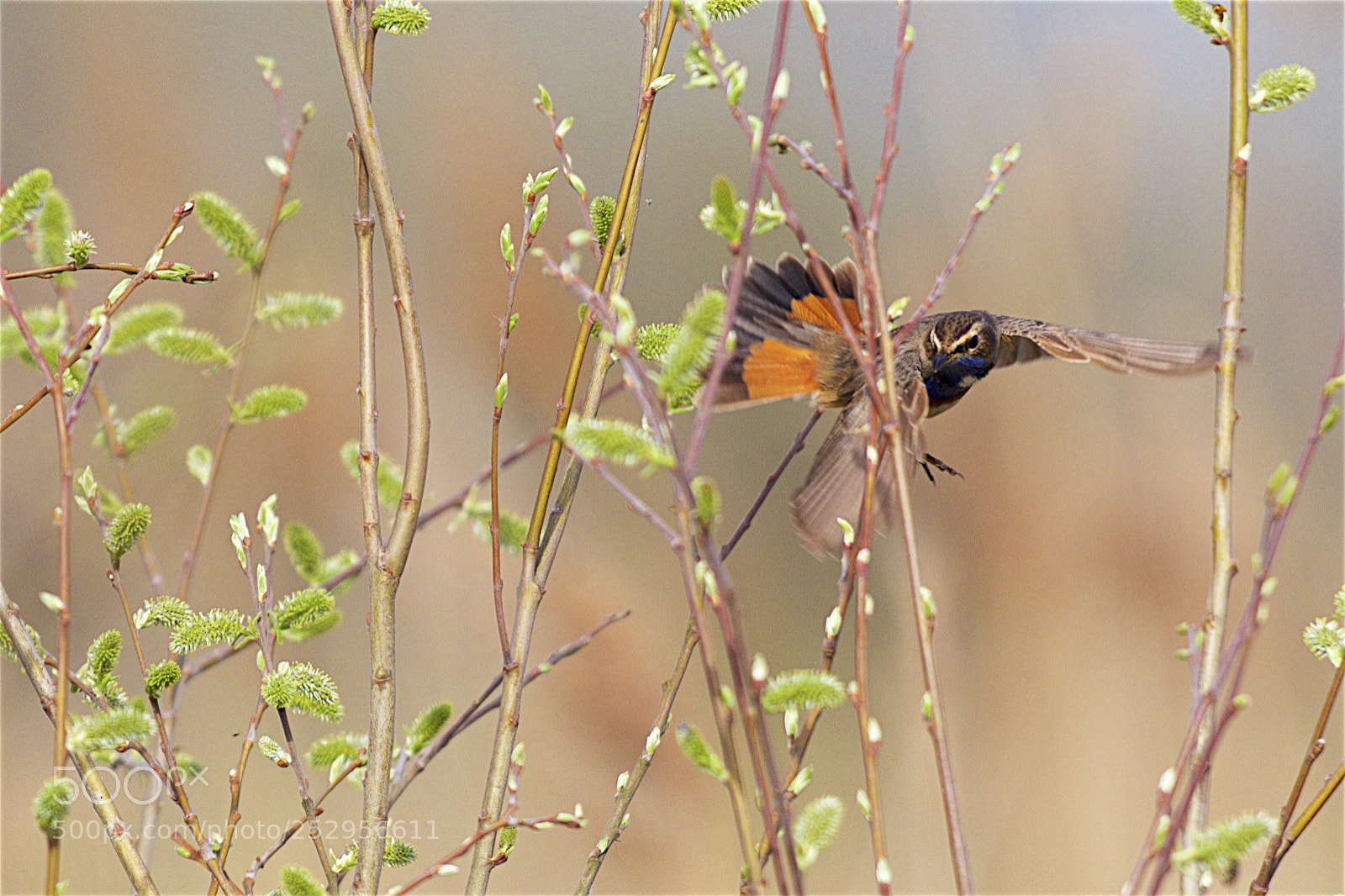 Canon EOS 7D Mark II sample photo. Bluethroat on the hunt photography