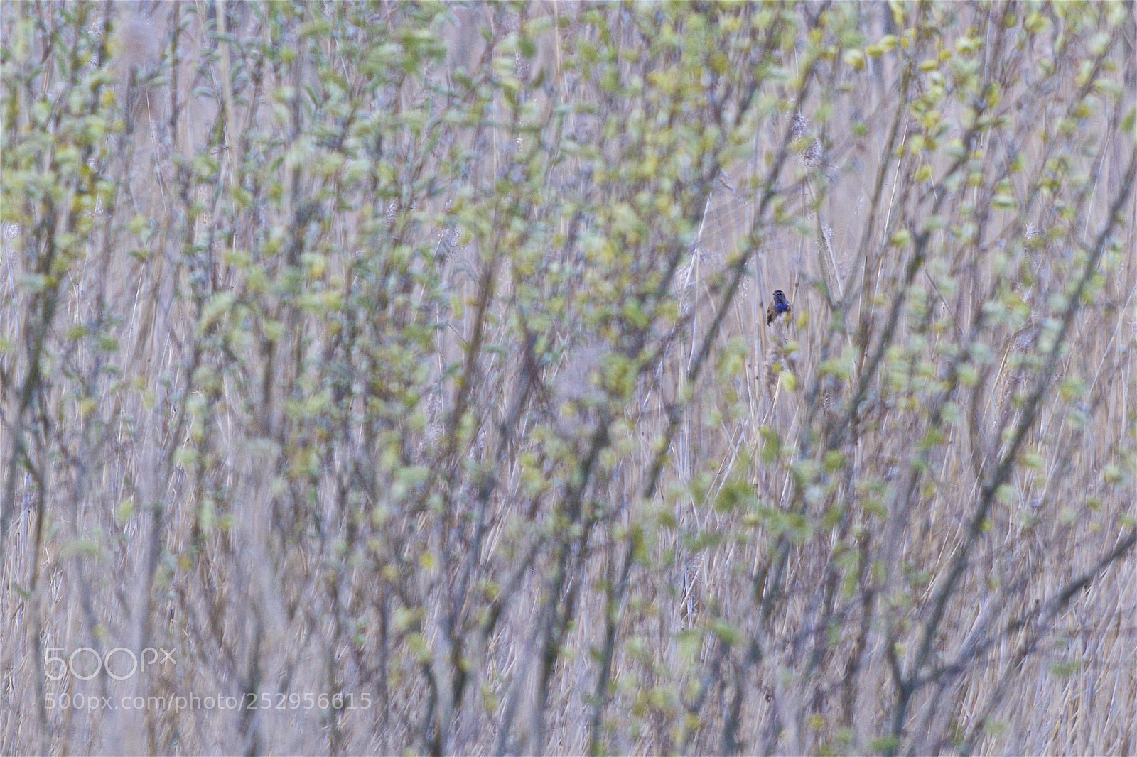 Canon EOS 7D Mark II sample photo. Bluethroat photography