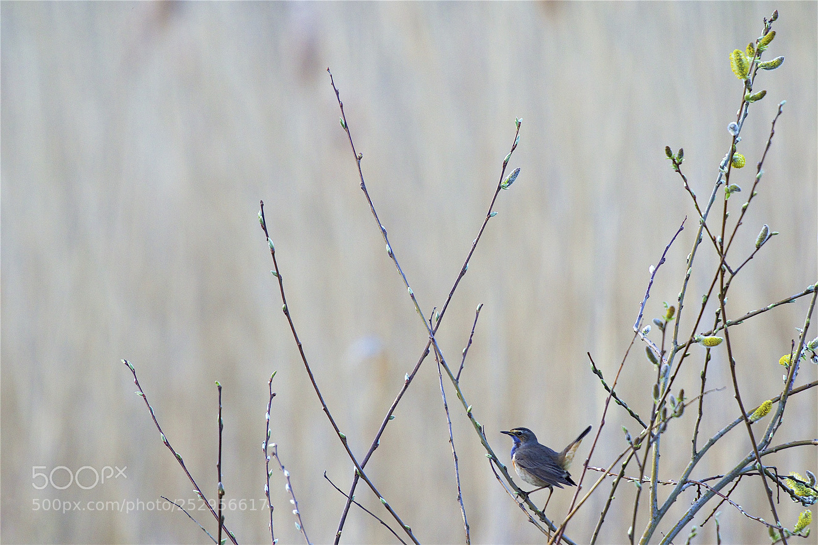 Canon EOS 7D Mark II sample photo. Bluethroat photography