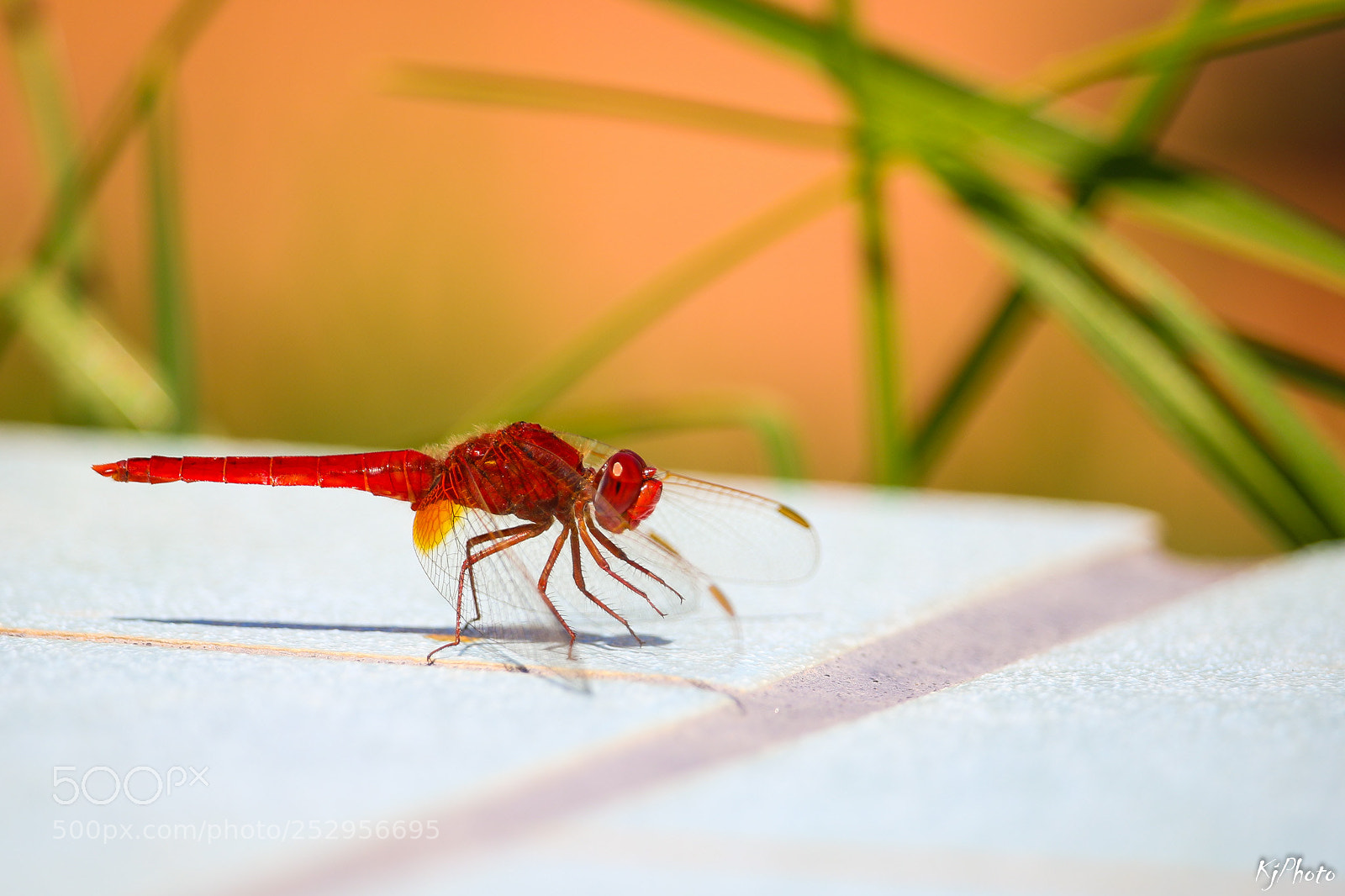Canon EOS 70D sample photo. Red flyer at the photography
