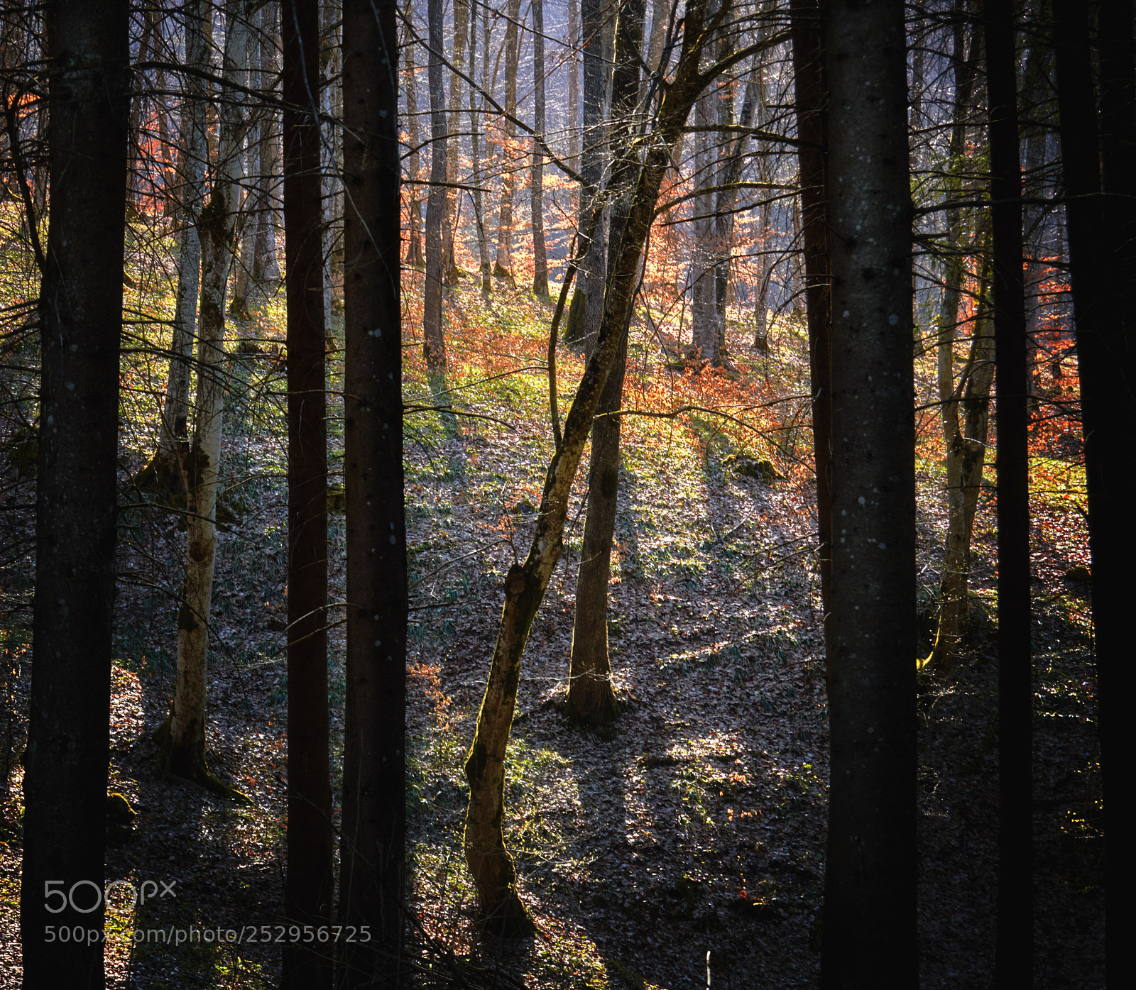 Nikon D3200 sample photo. Spring forrest photography