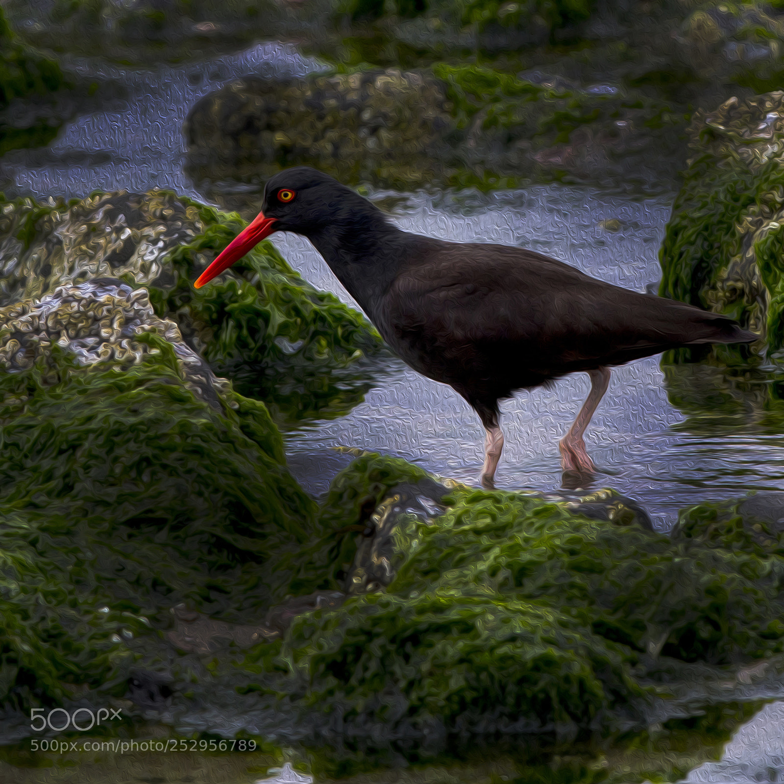 Canon EOS 7D sample photo. Black oystercatcher photography