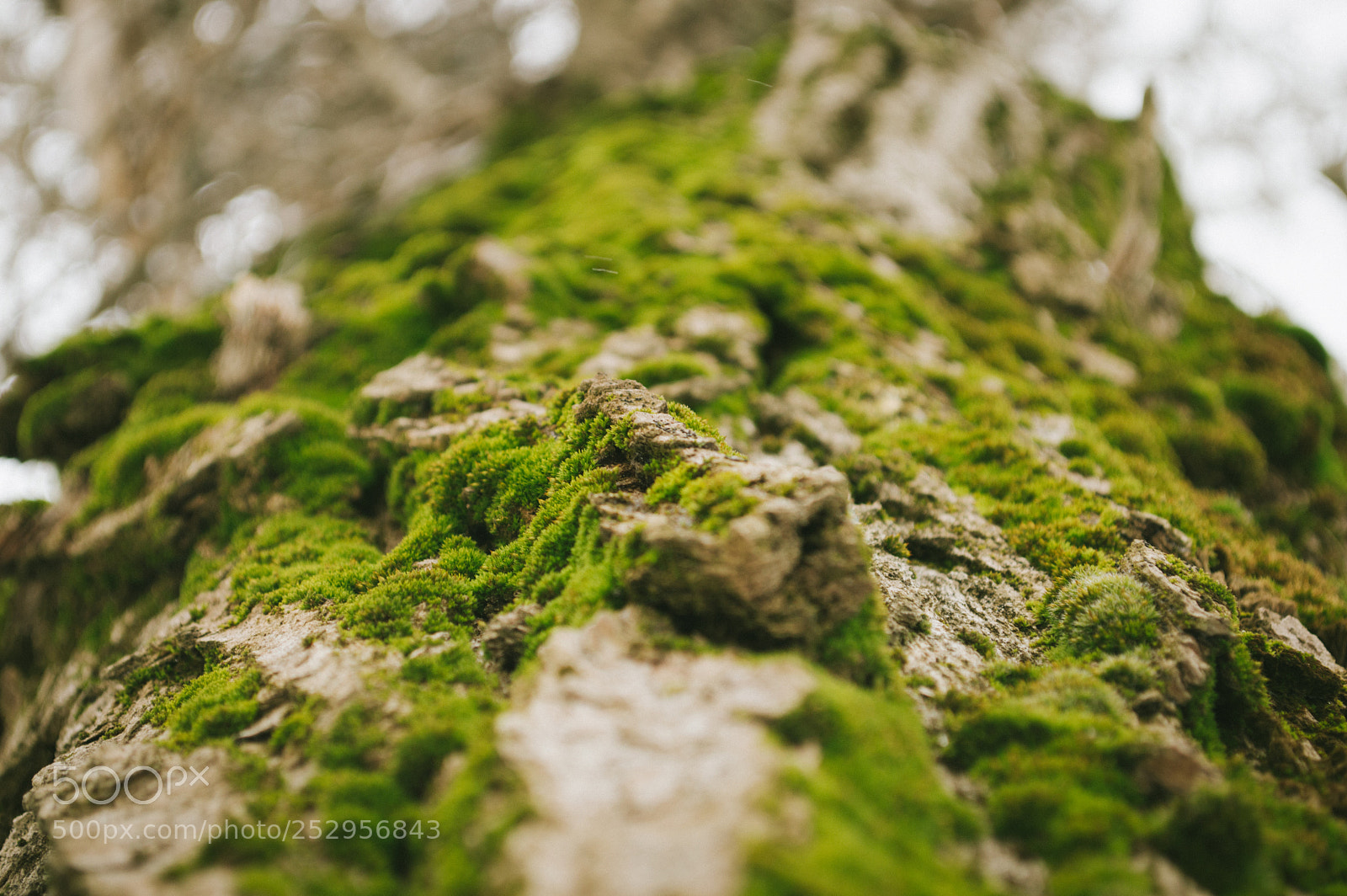 Nikon D3200 sample photo. G r e e photography