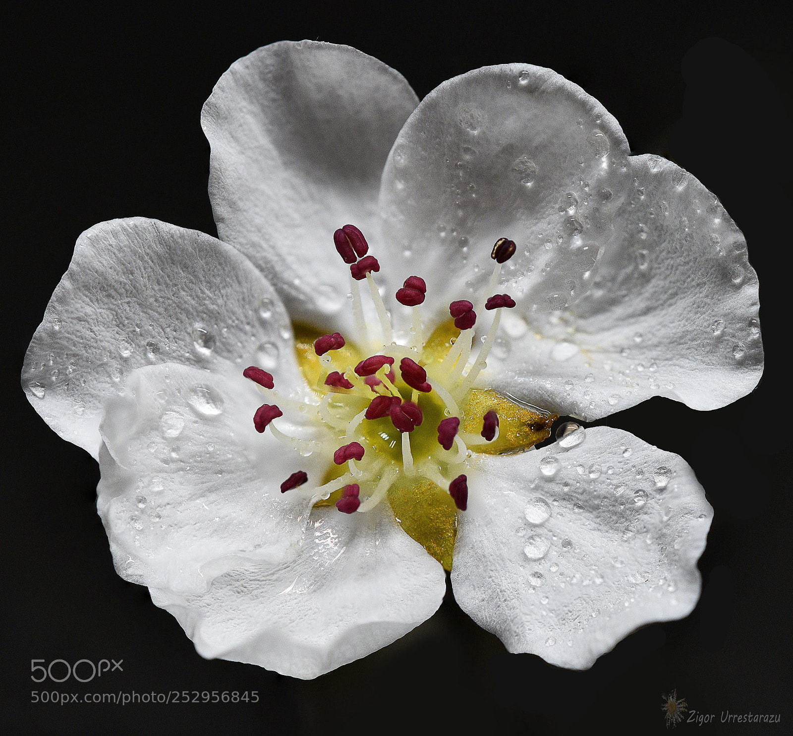 Nikon D810 sample photo. Pear flower. photography