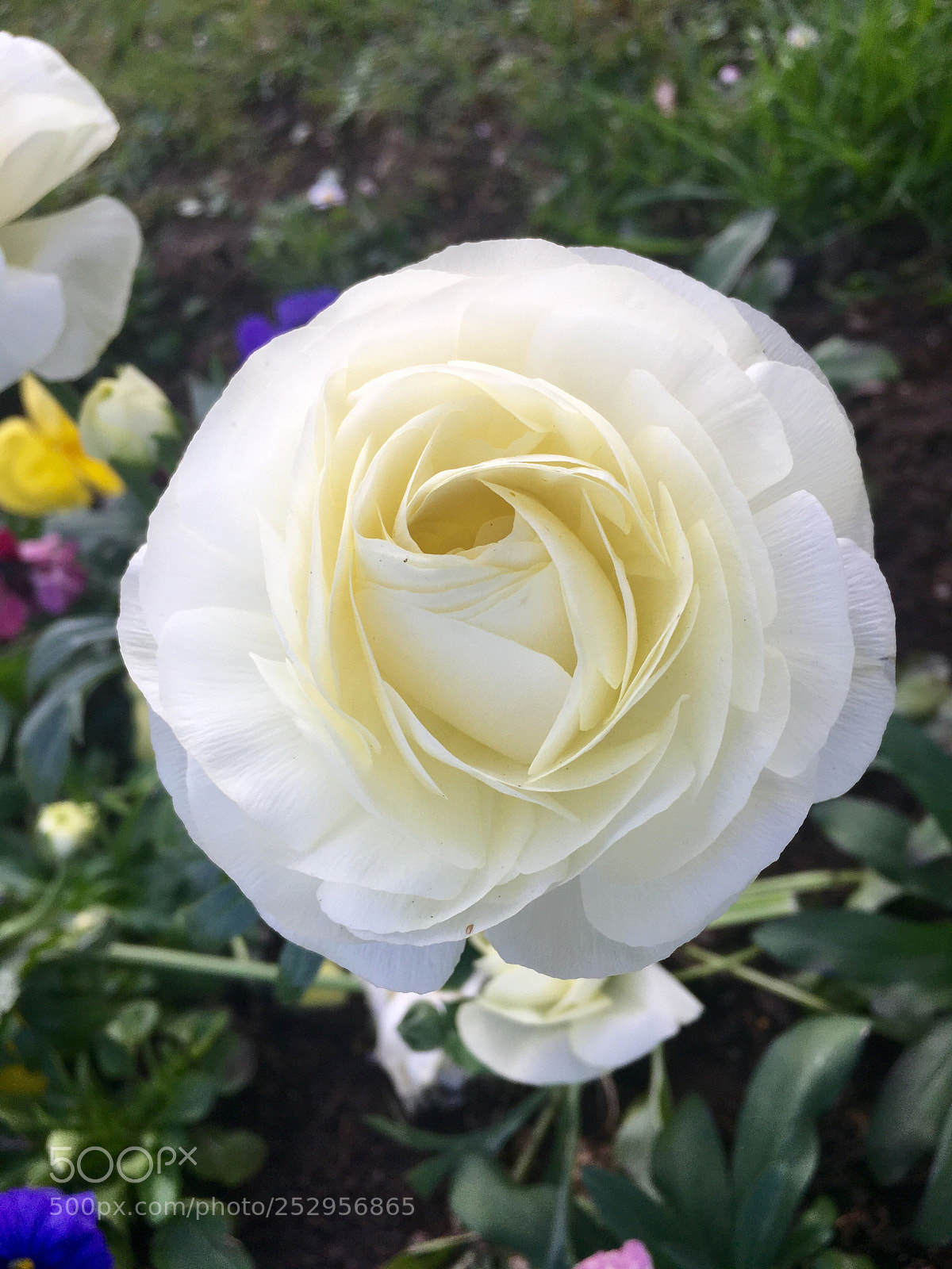 Apple iPhone SE sample photo. Spring photography