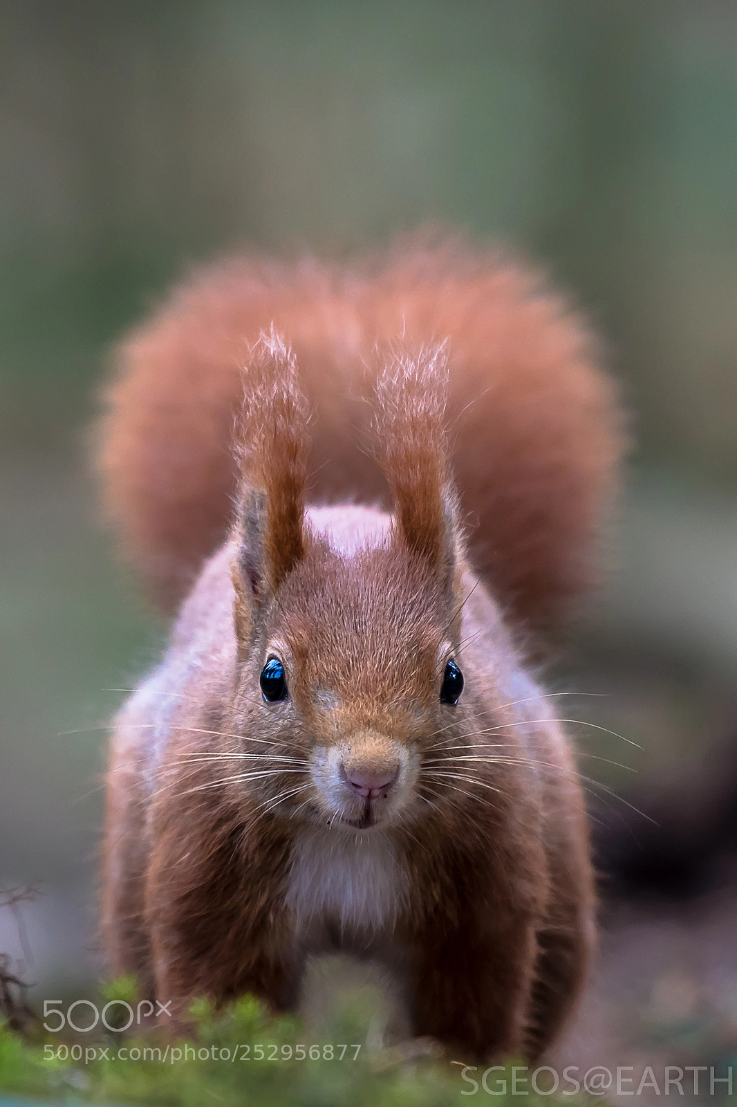 Canon EOS 5D Mark IV sample photo. Cute squirrel photography