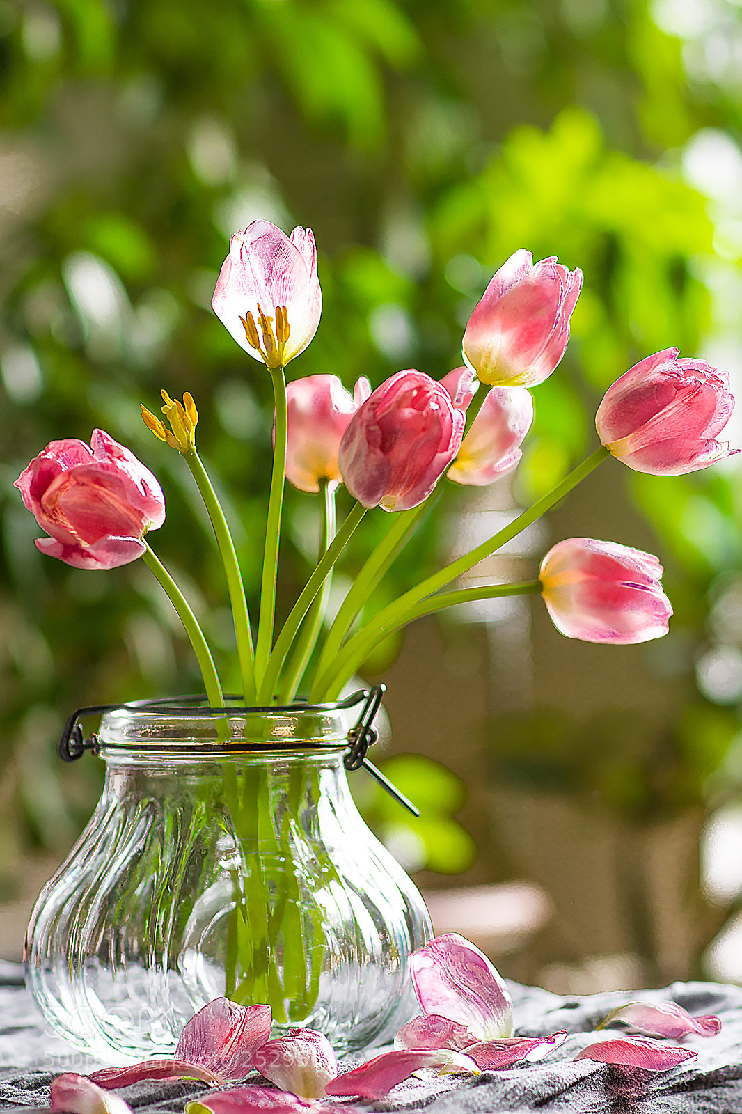 Nikon D7200 sample photo. Tulips - first day photography