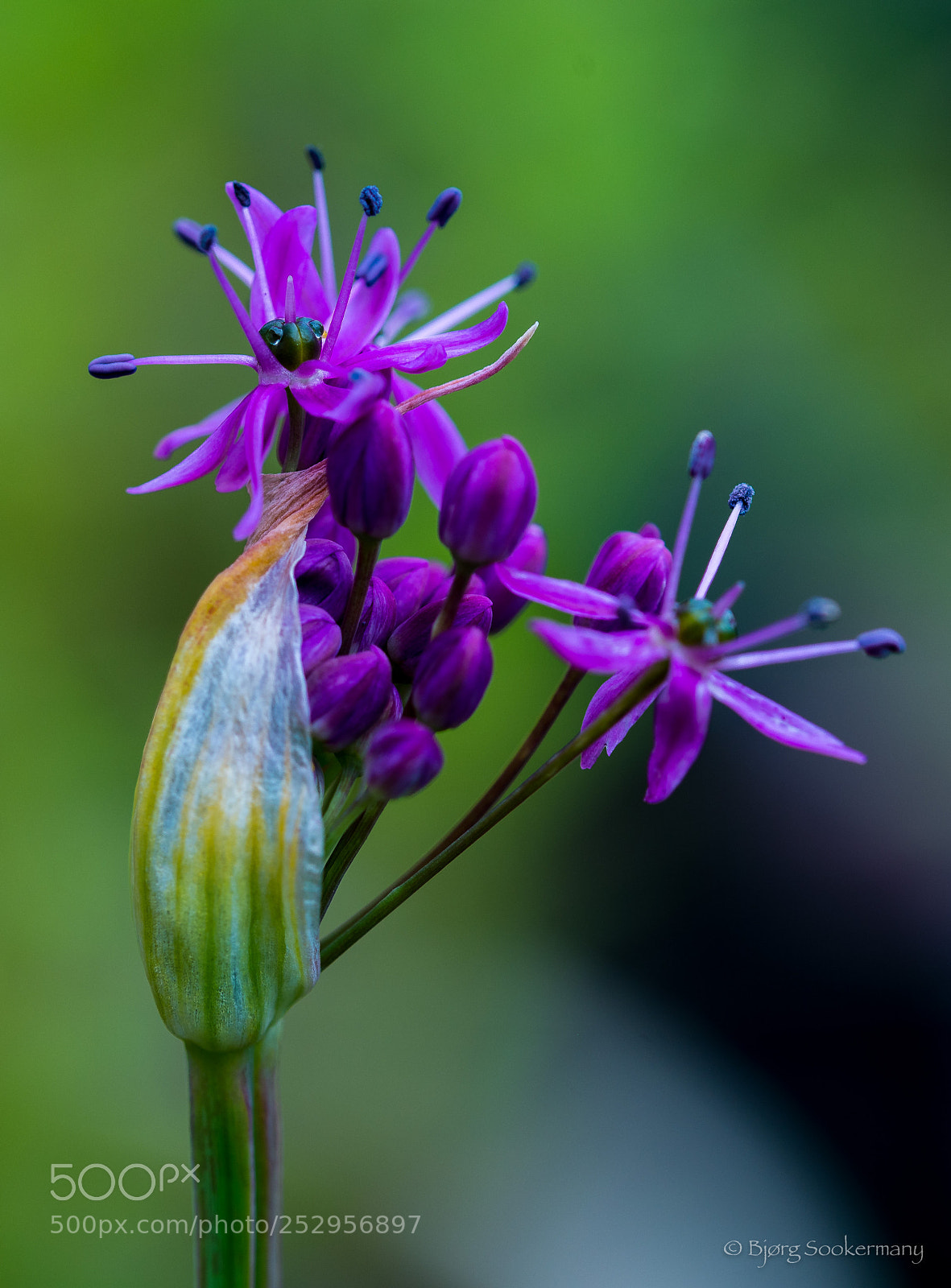 Nikon D600 sample photo. Allium photography