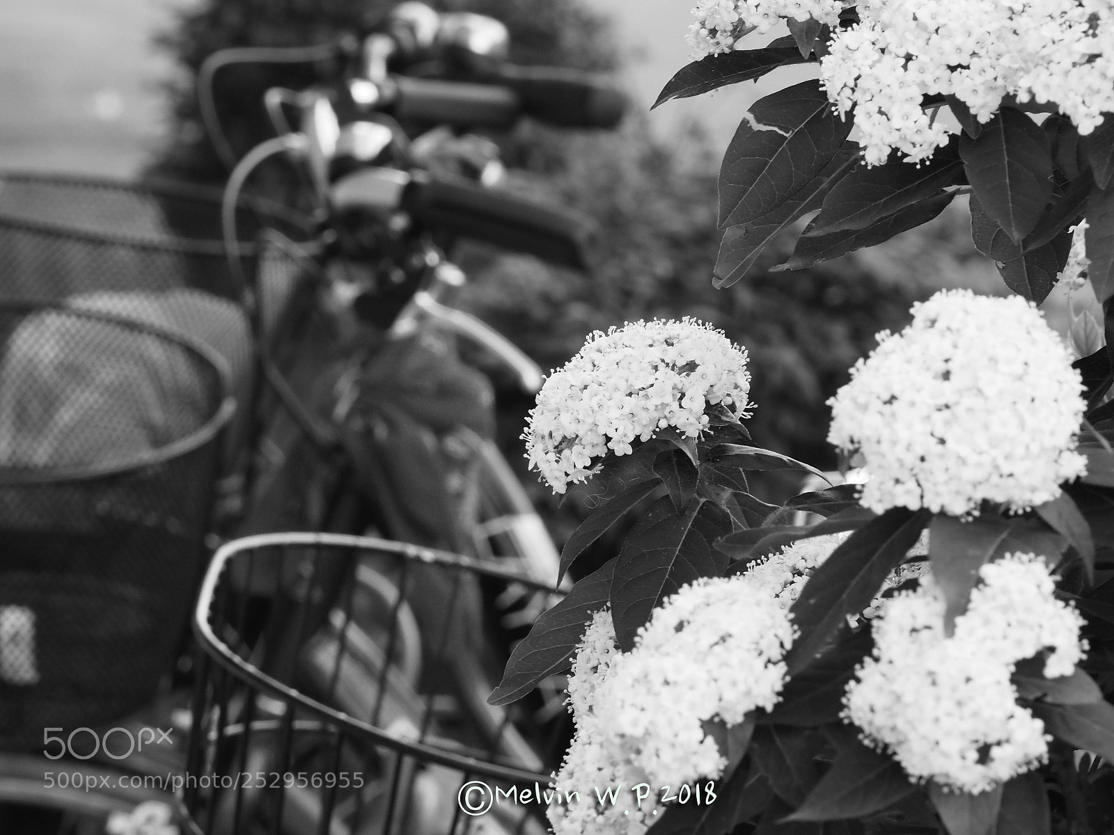 Olympus OM-D E-M1 Mark II sample photo. Untitled photography